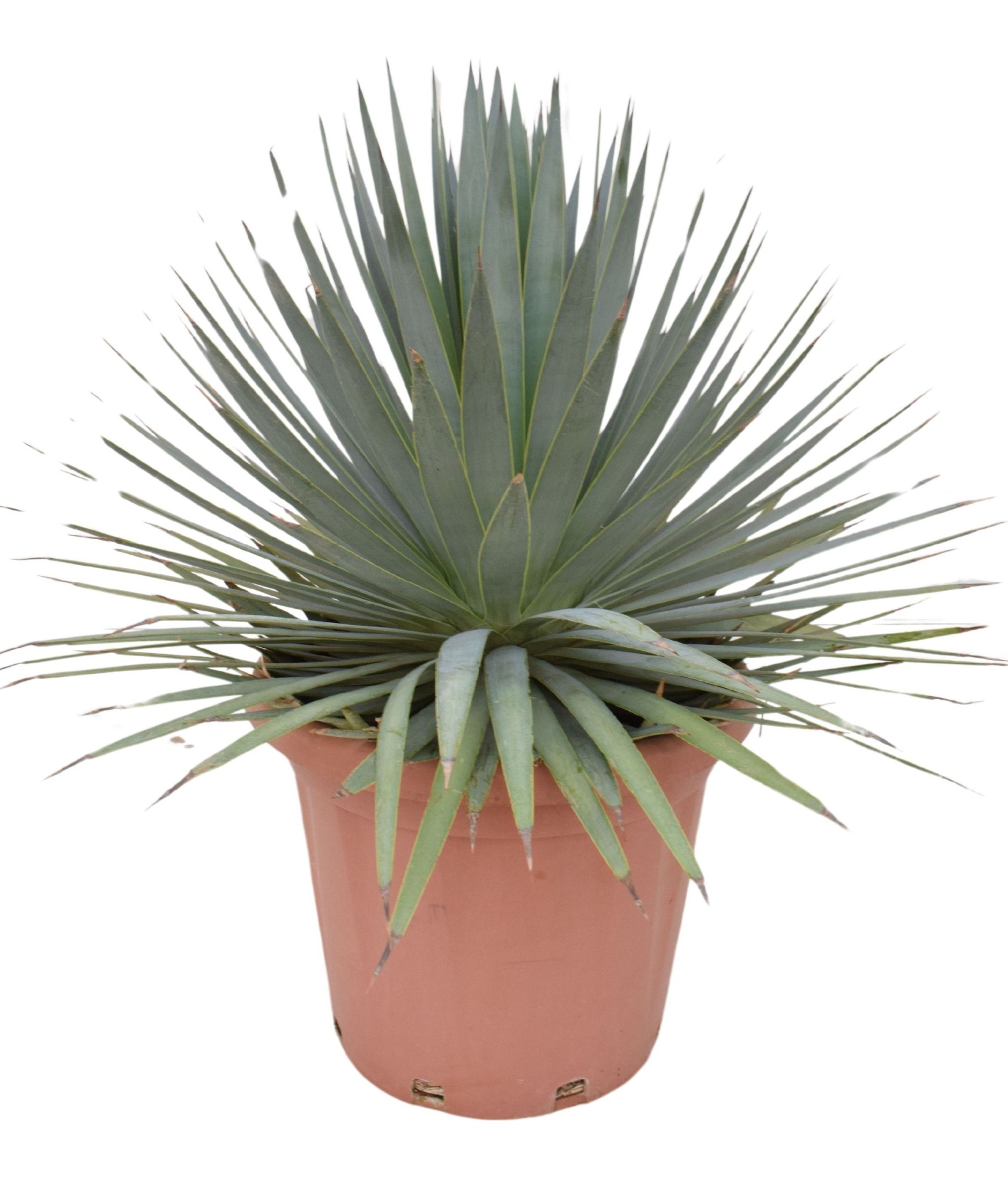 Agave dasyliriodes P40, D 40 cm