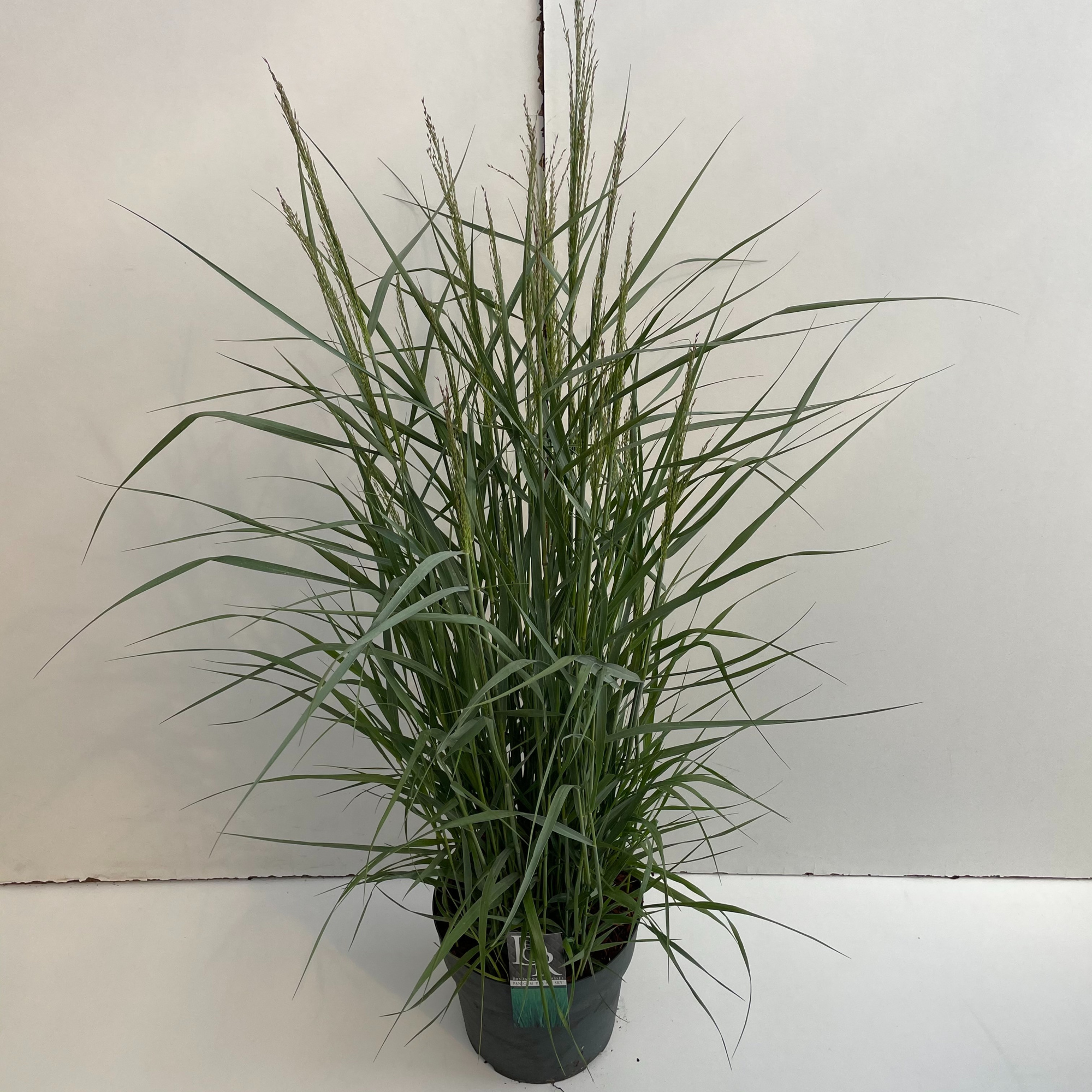 Panicum 'Prairy Sky', D 29 cm