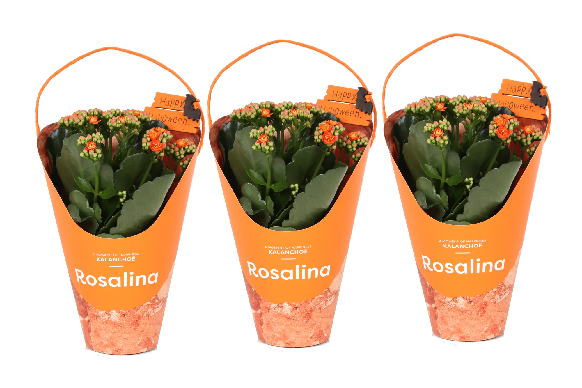 KP-858.5 - Kalanchoe Rosalina 12cm Giftskoker Halloween, D 12 cm