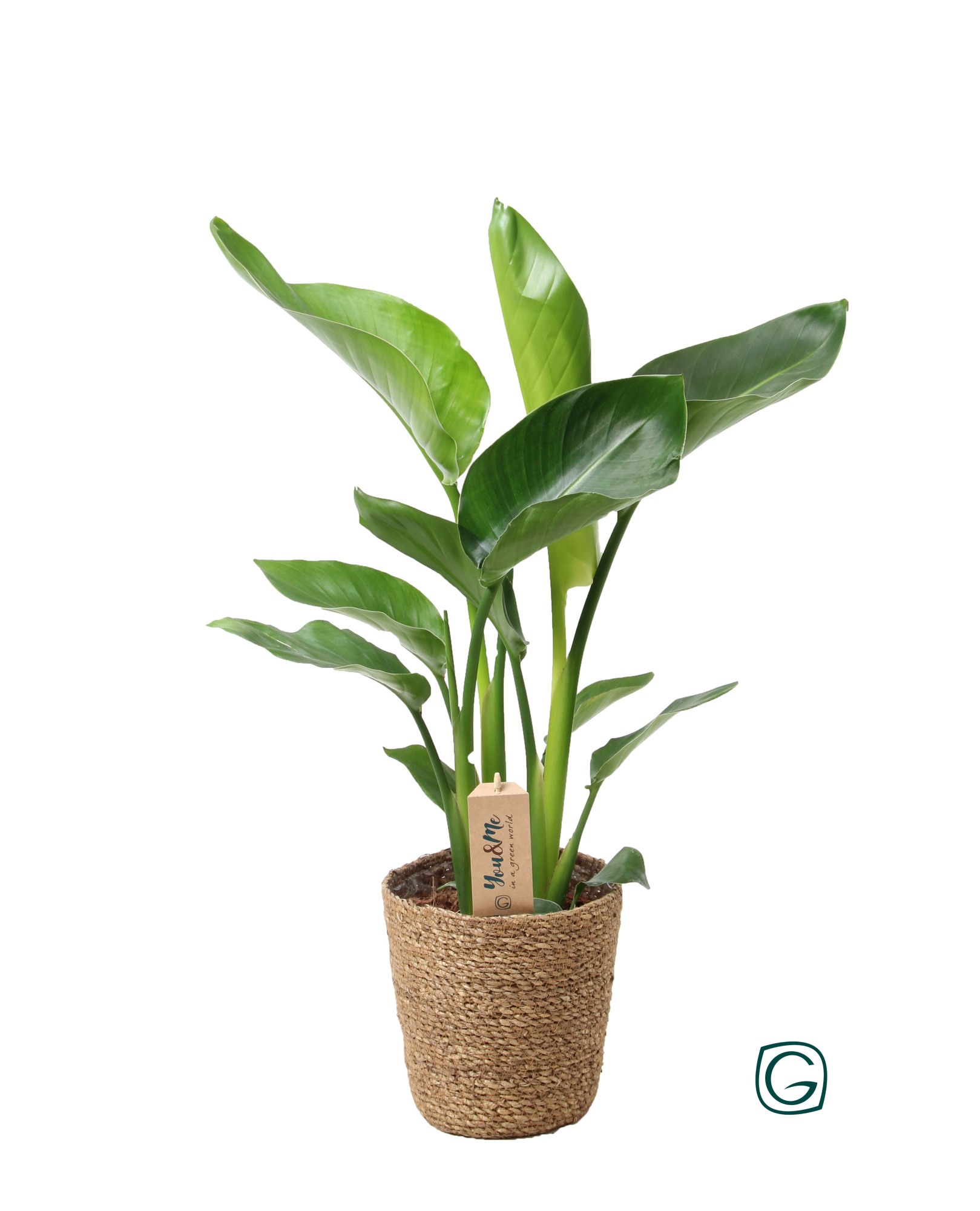 Strelitzia nicolai p17 in natural basket, D 17