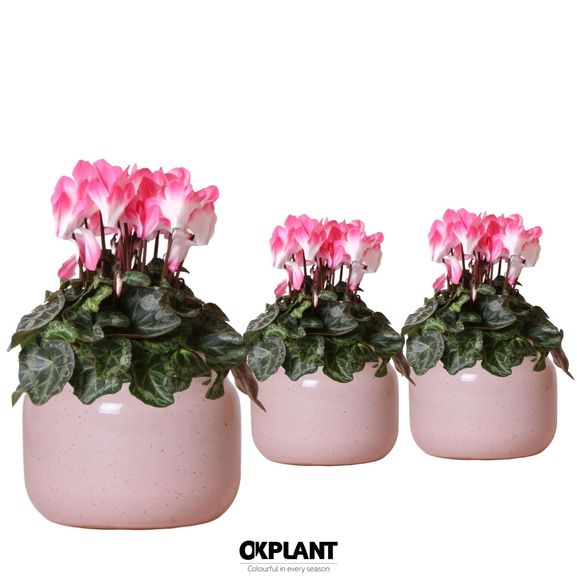 Cyclamen Indiaka salmon in Vintage Bowl pot pink, D 12 cm