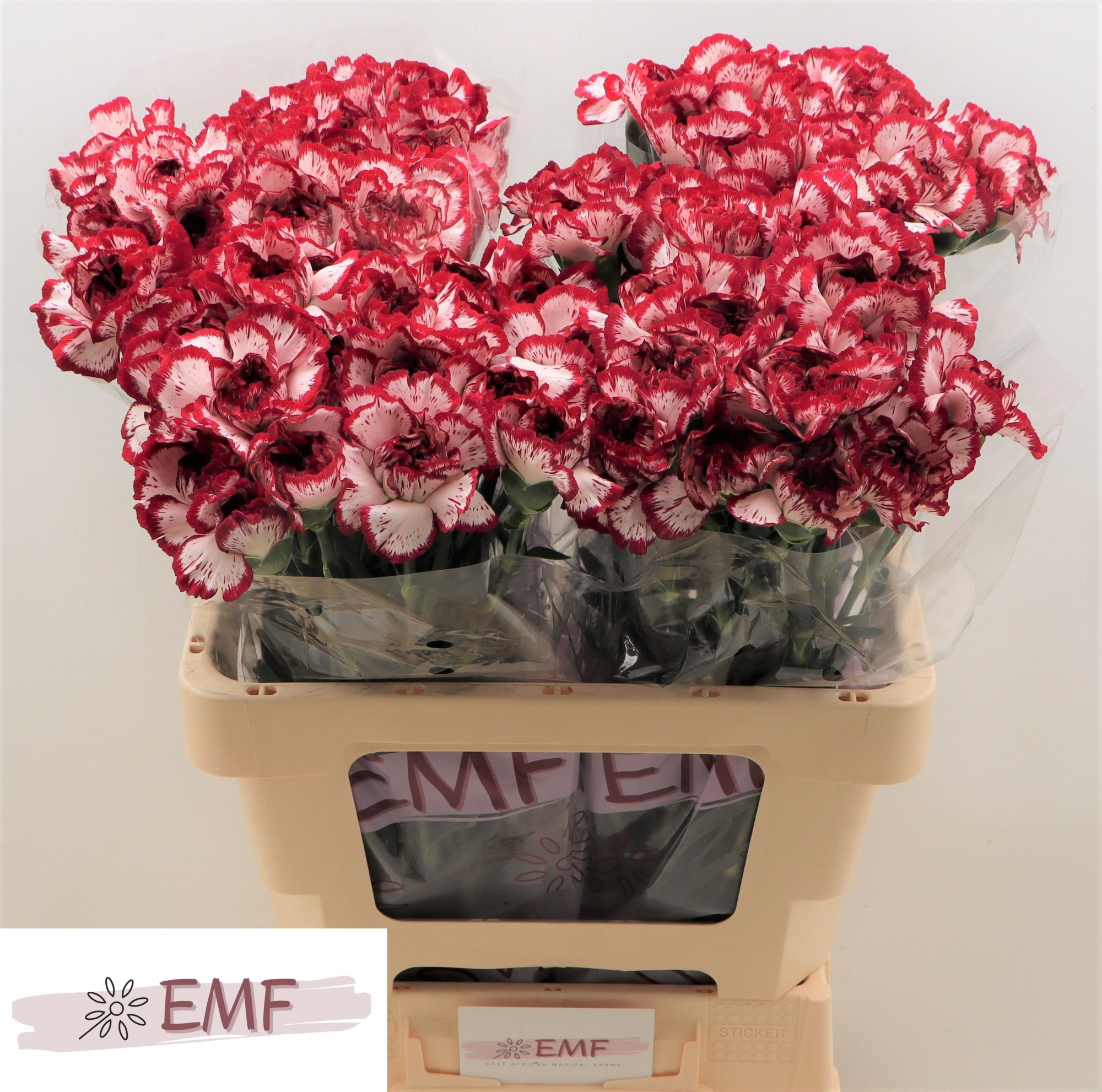 Диантус од. Бакара, шт.