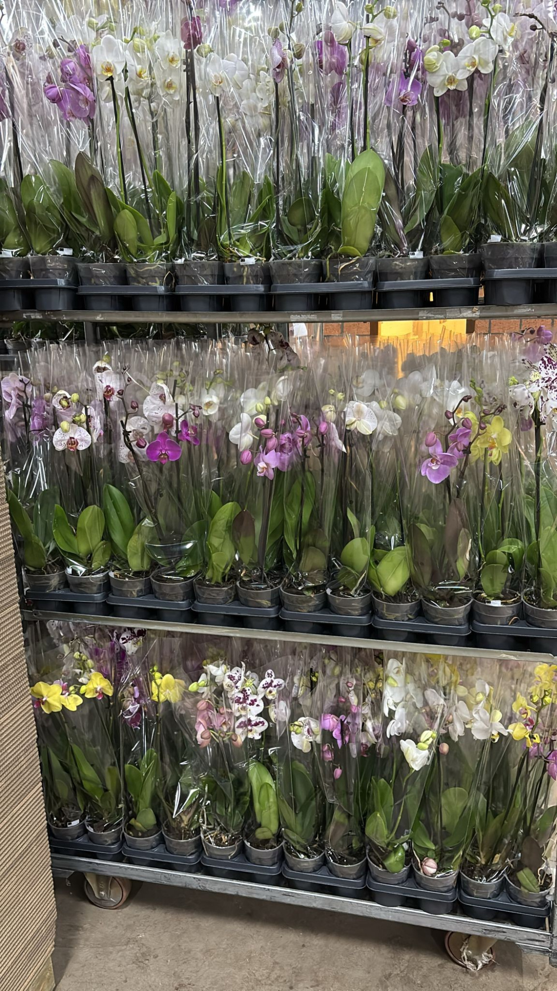 Phalaenopsis gemengd 2 Tak Mix A2, D 12 cm