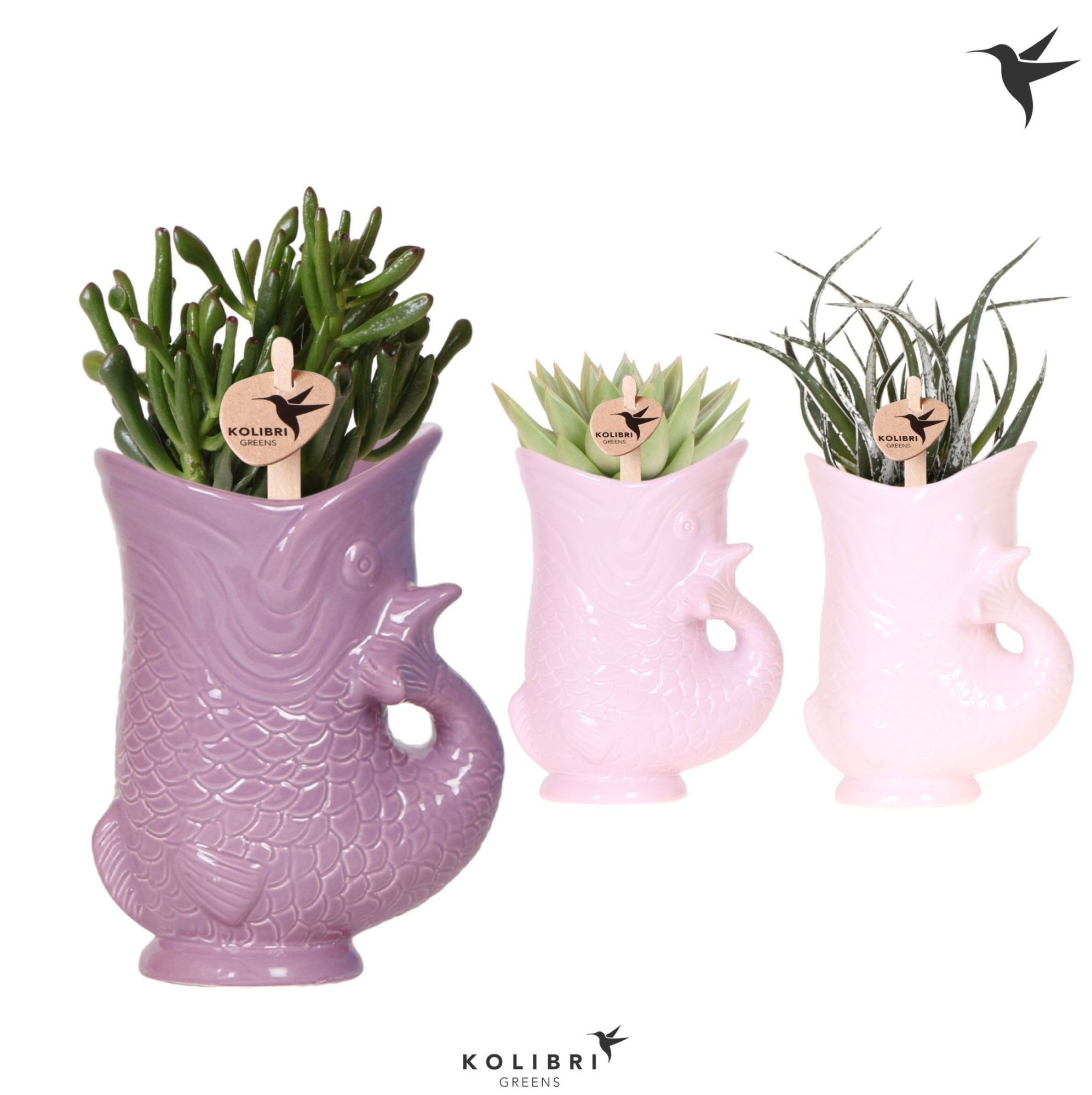 Kolibri Greens Succulenten mix in Fish pot lila mix, D 9 cm