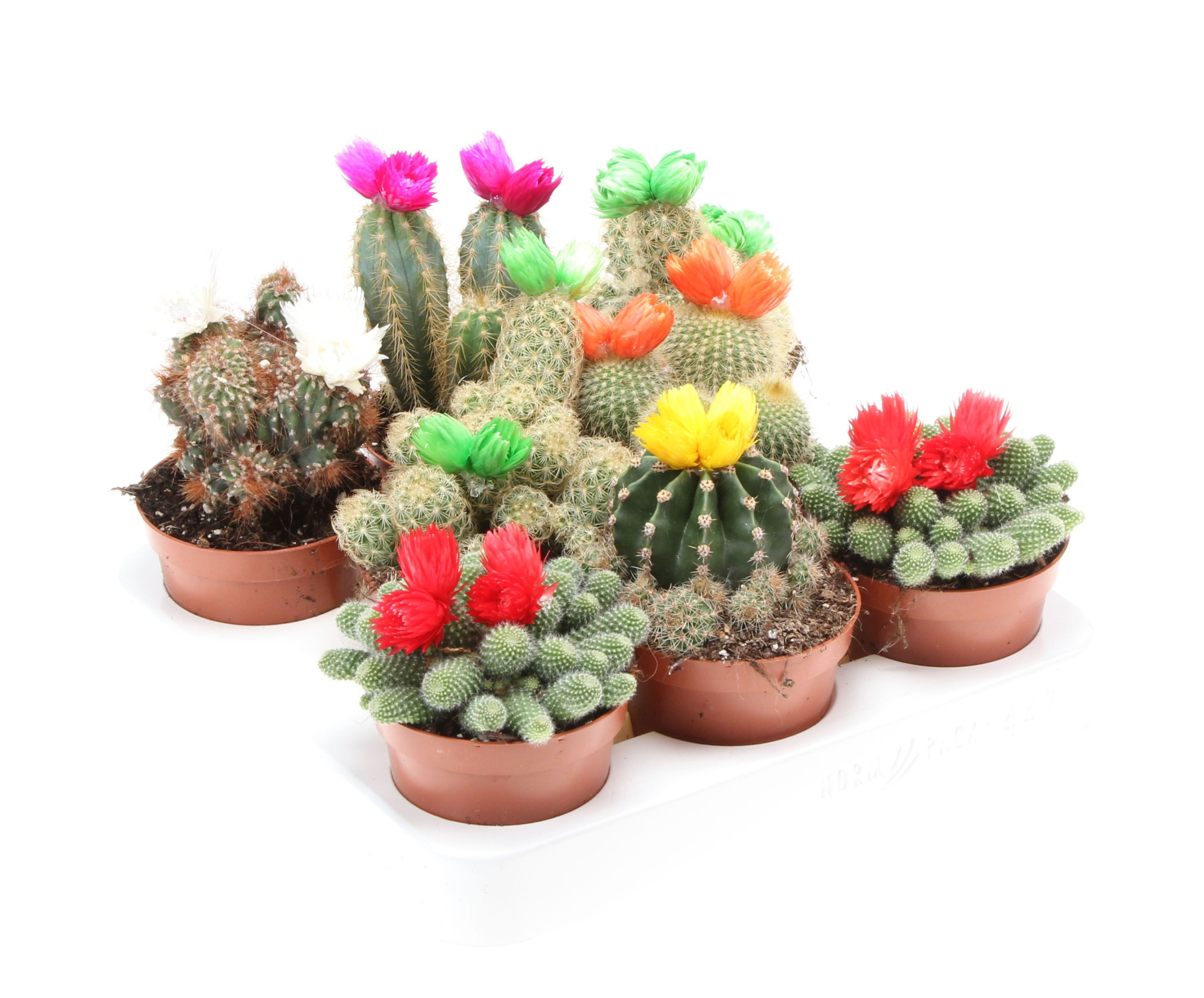 Cactus decoratie strobloem mix, D 8,5 cm