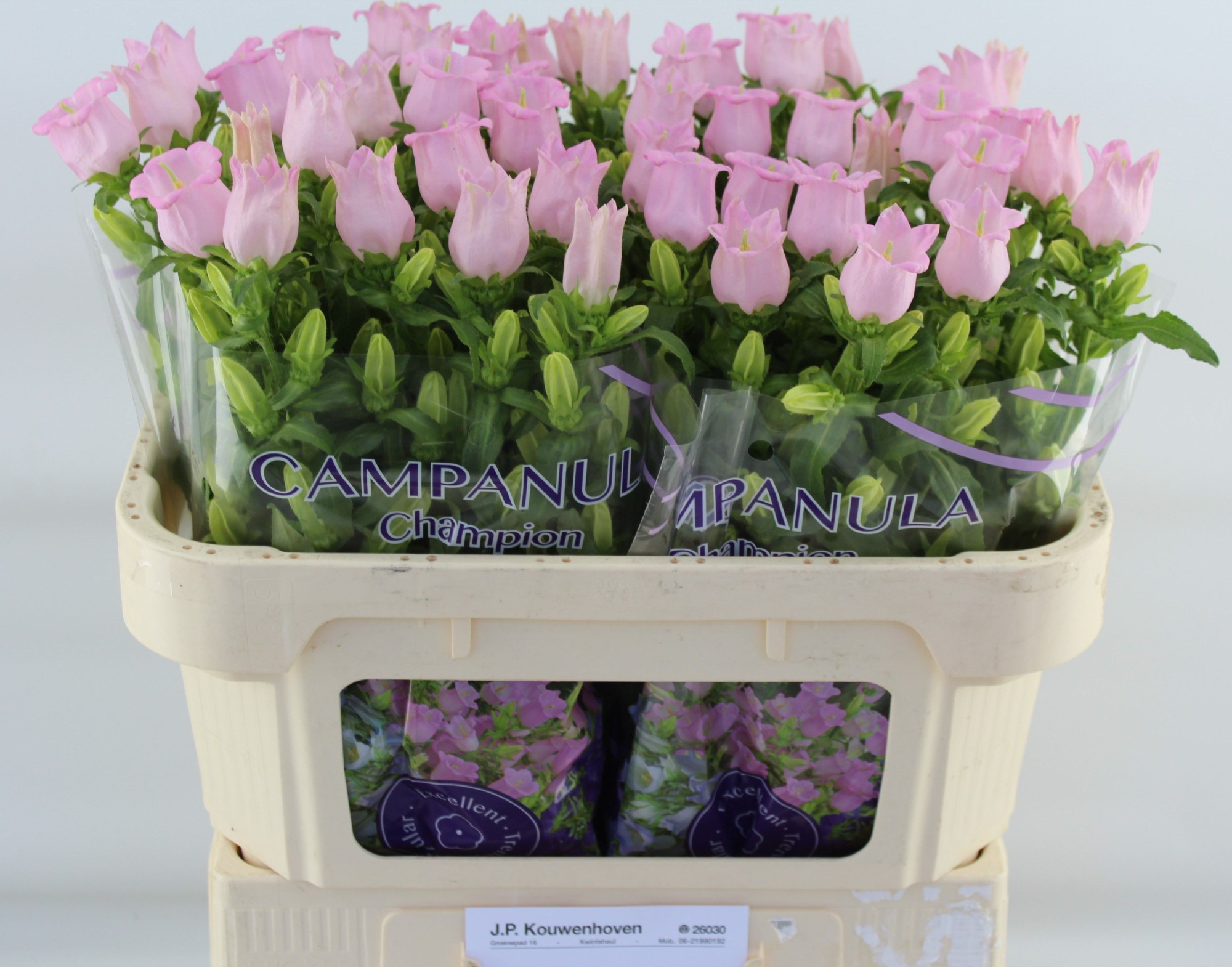 Кампанула Перл Пинк 70, шт.