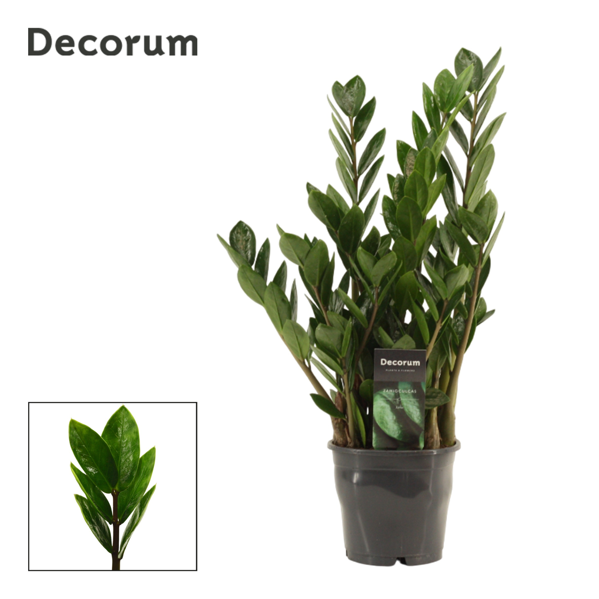 Zamioculcas Lima 12 cm Decorum 40 cm, 5+ veren, D 12