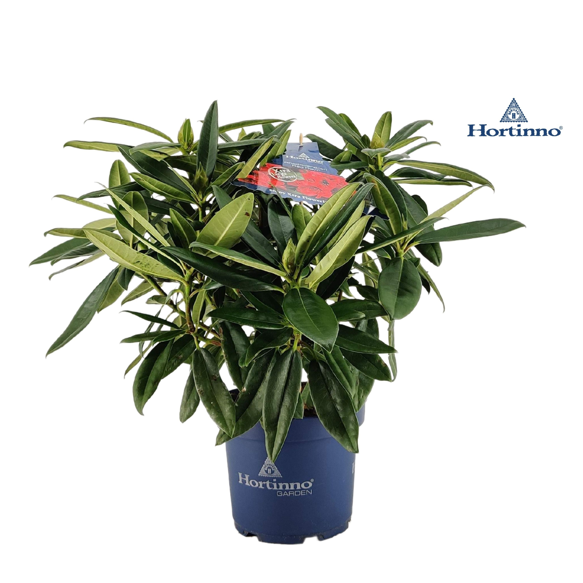Rhododendron 50-60 /5 liter 'Red Dragon', D 23 cm