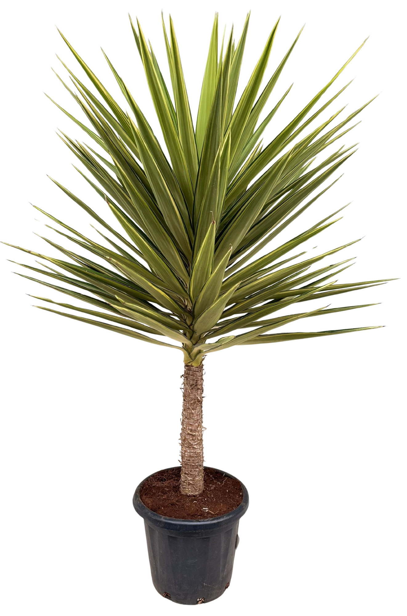 Yucca jewel P35 stam, D 35 cm