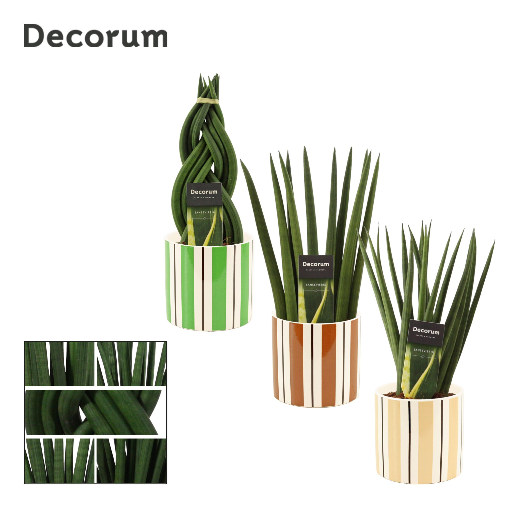 Sansevieria cylindrica 12 cm mix in Beau (Natural bubble-collect, D 12 cm