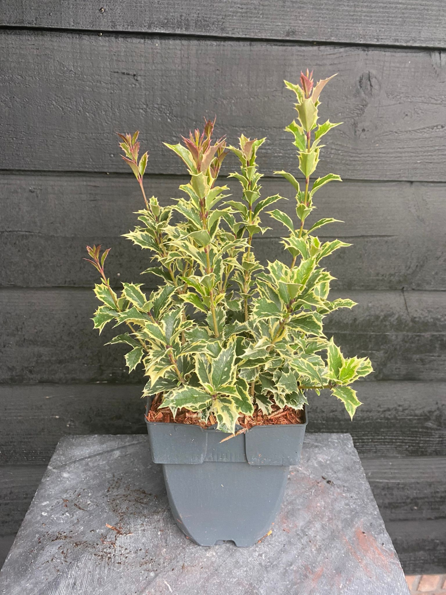 Osmanthus heterophyllus 'Variegatus' P17, D 17 cm