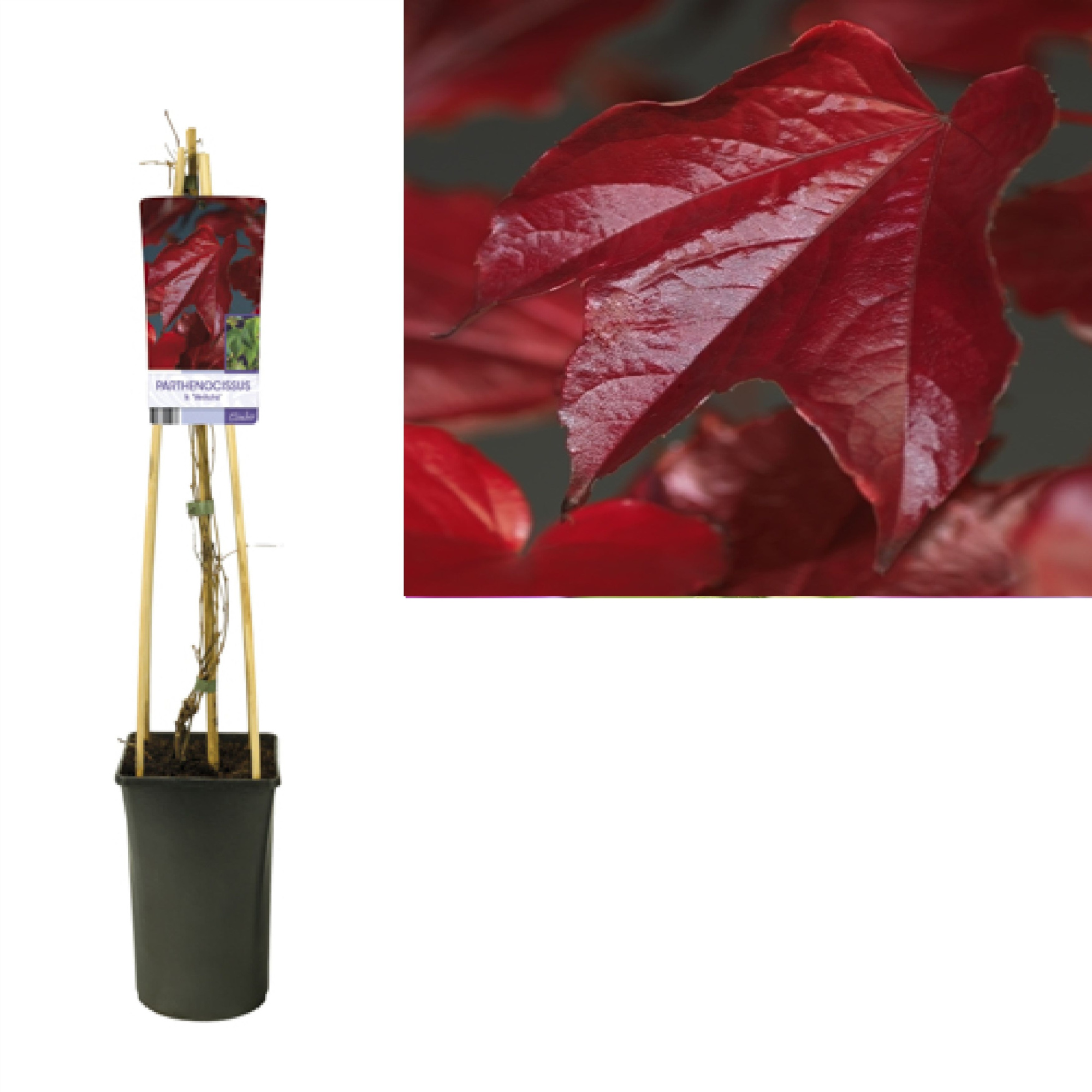 Parthenocissus tr. 'Veitchii' +light label, D 17 cm