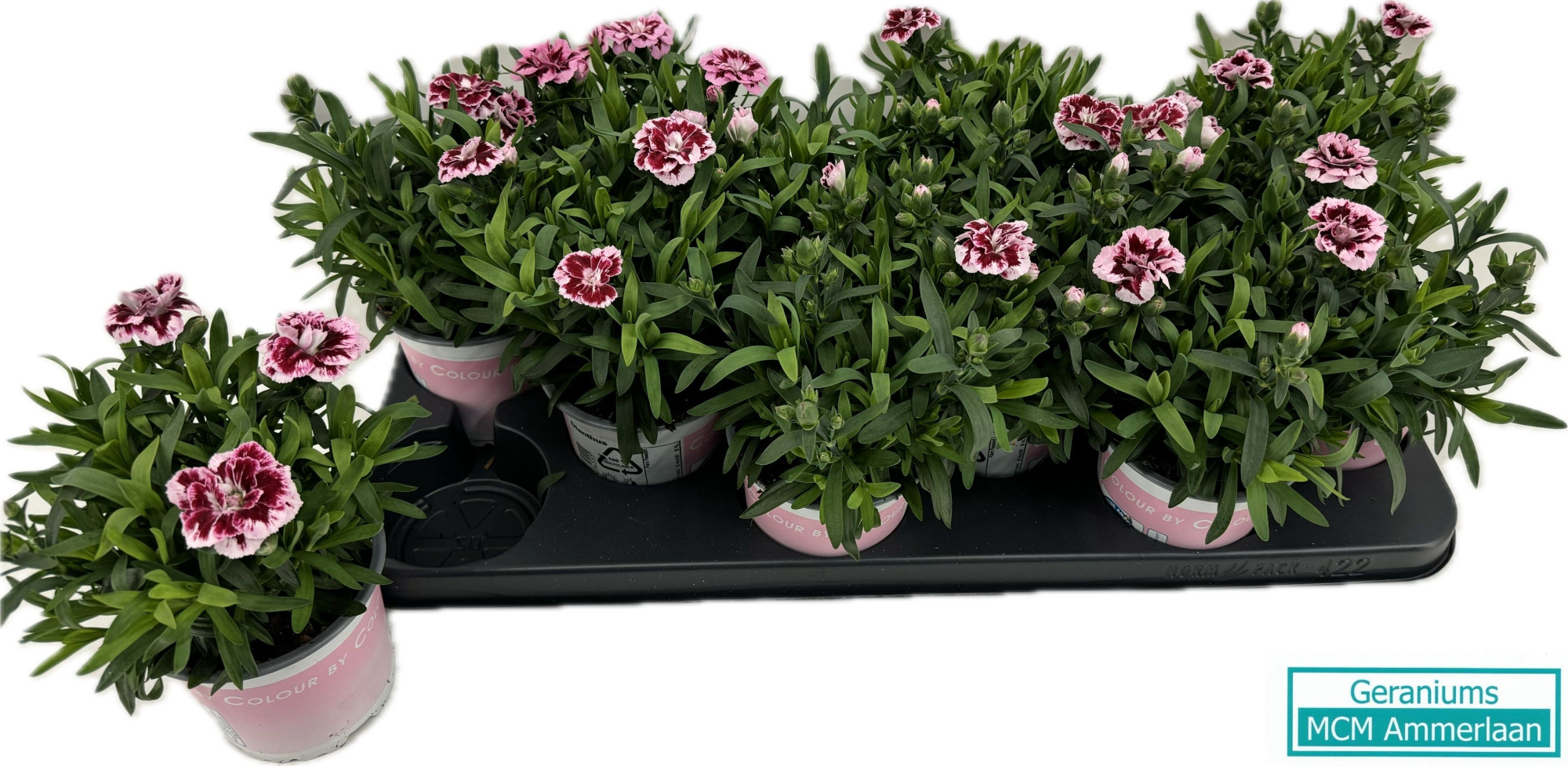 Dianthus Osc Pink And Purple, D 10,5