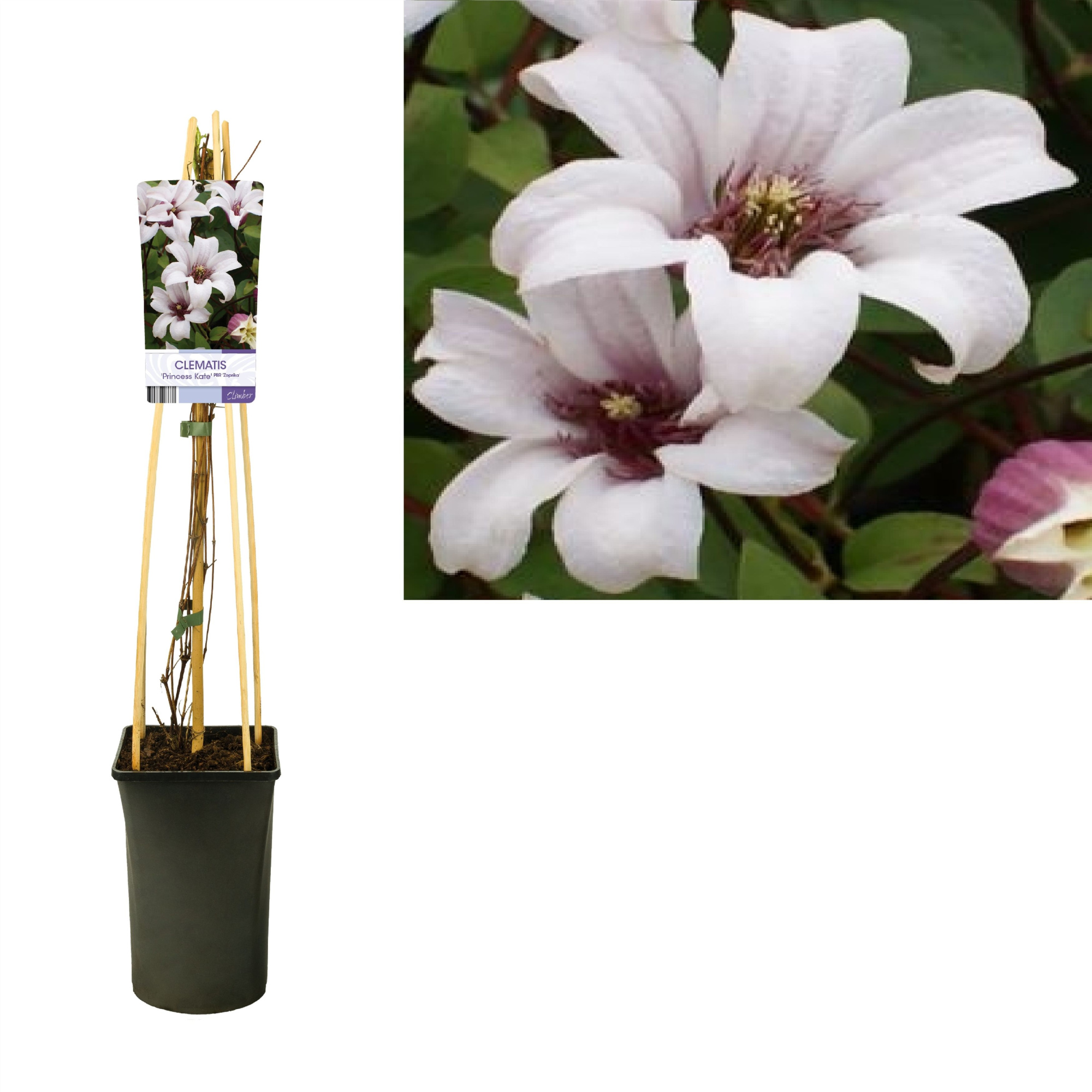 Clematis Princess Kate PBR +light label, D 17