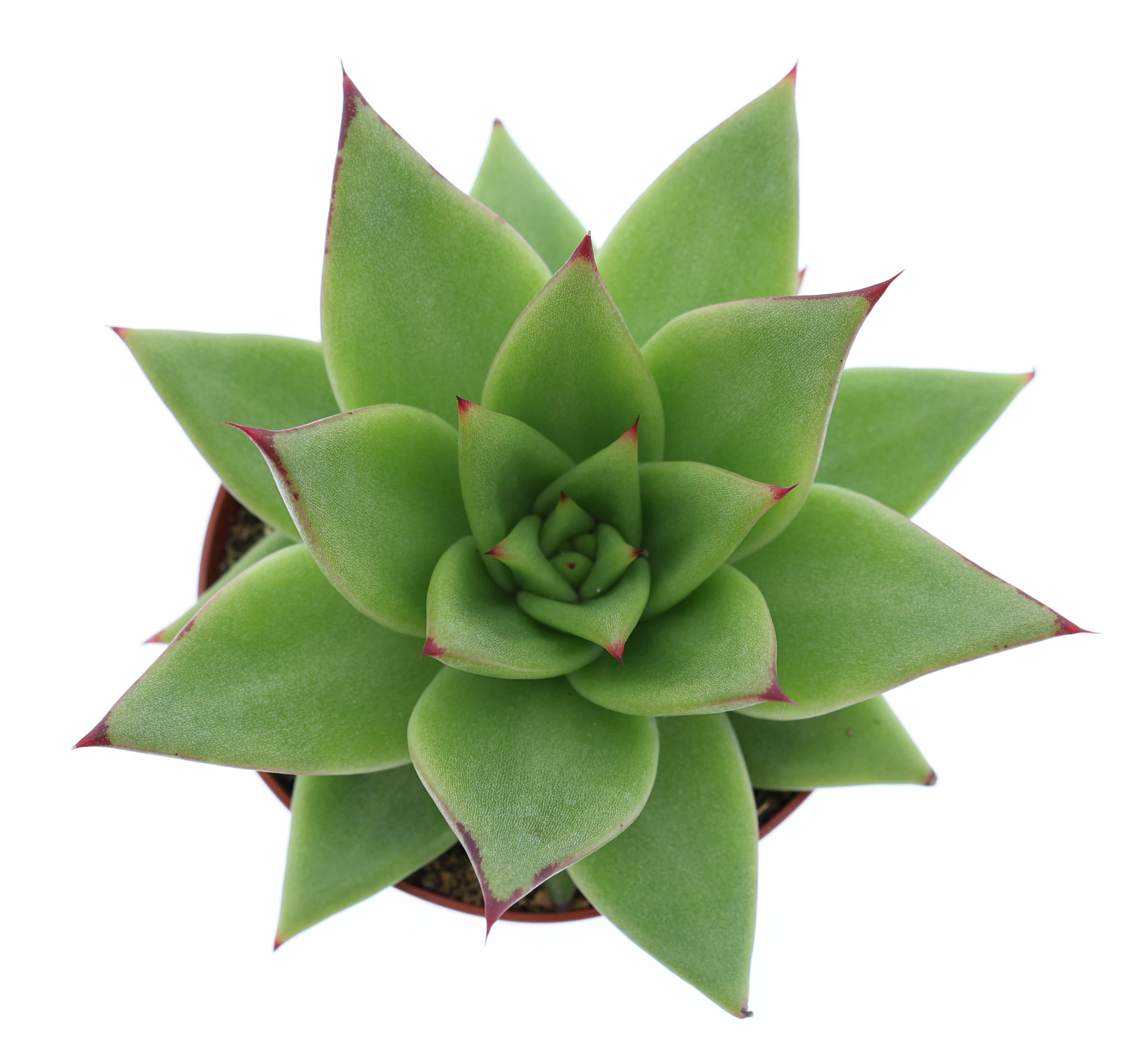 Echeveria ebony, D 8,5 cm