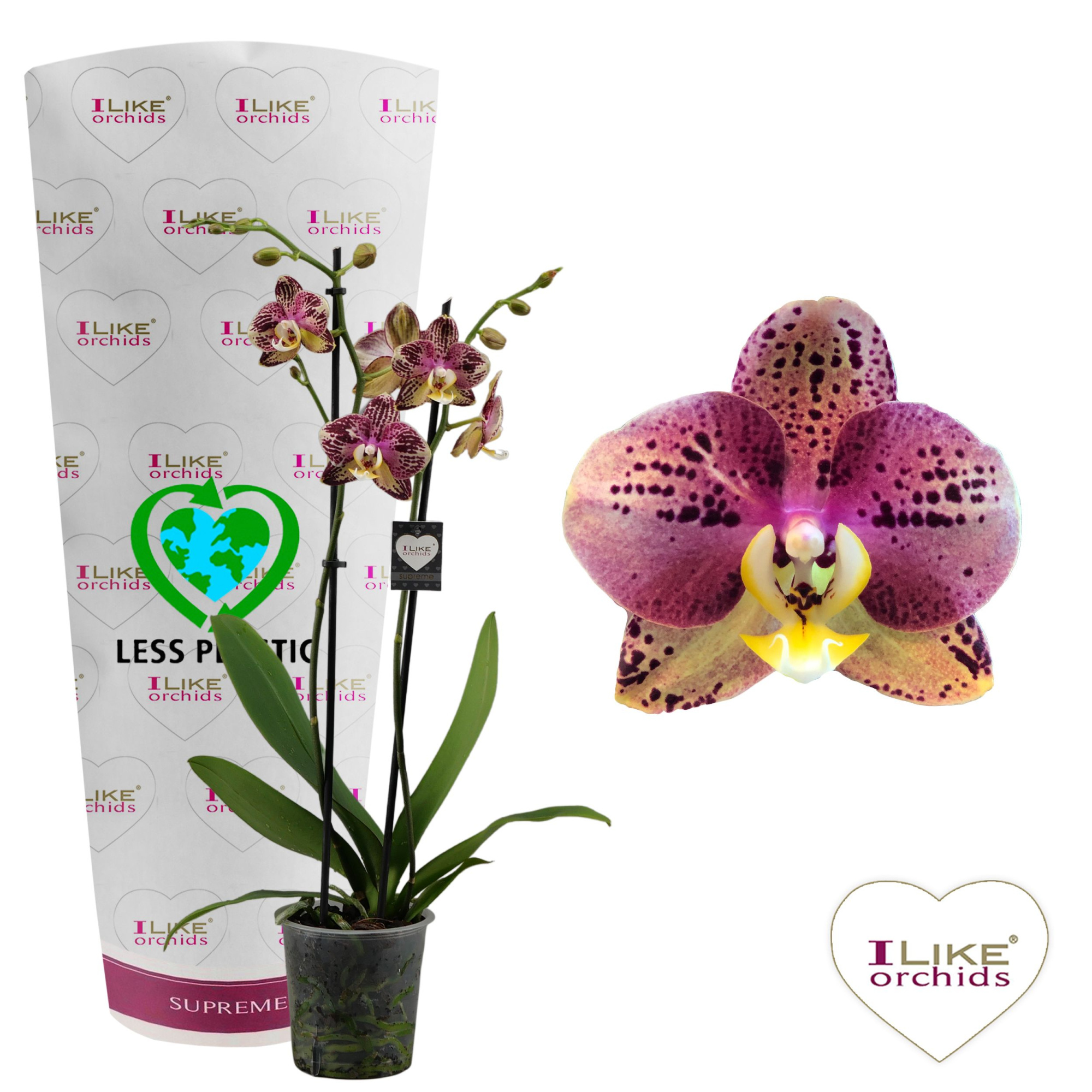 Phalaenopsis Flash - 2tak 60cm (Less Plastic), D 12