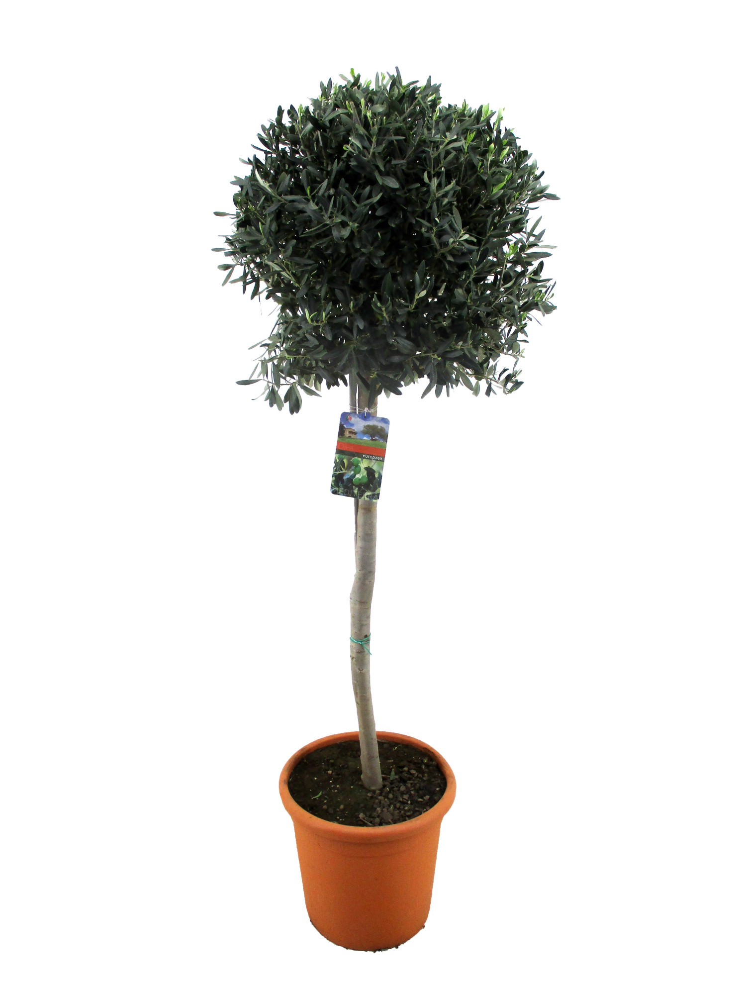 Olea europaea, D 38 cm