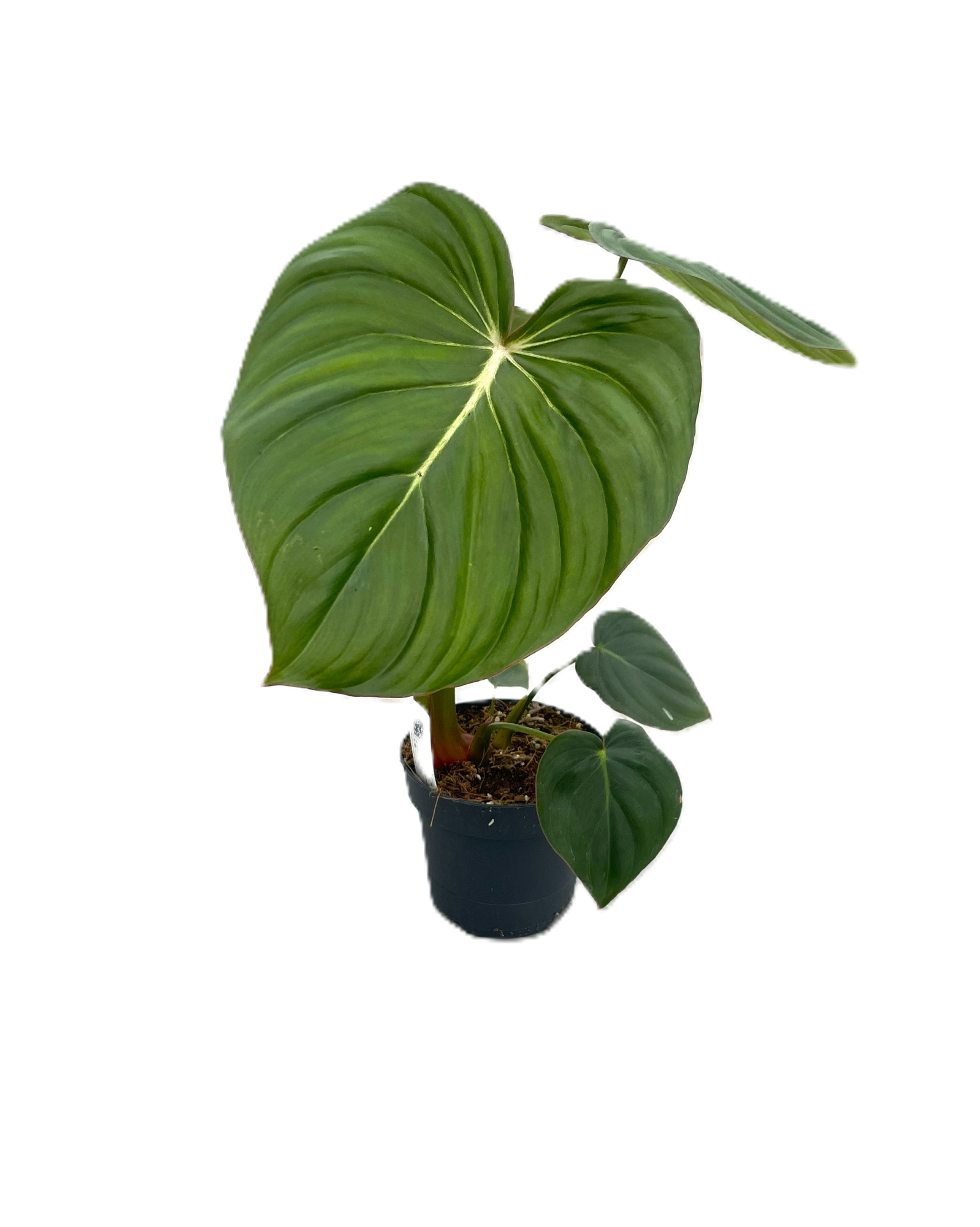 Philodendron 'Mc Dowell' p12, D 12