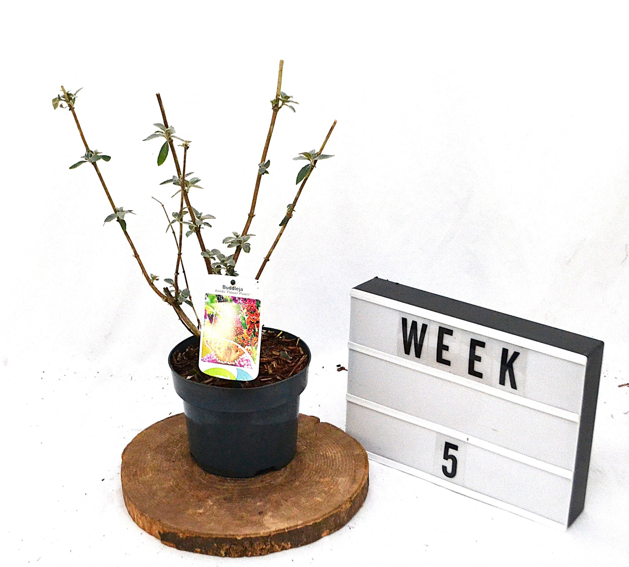 Buddleja weyer Flower Power C2, D 17