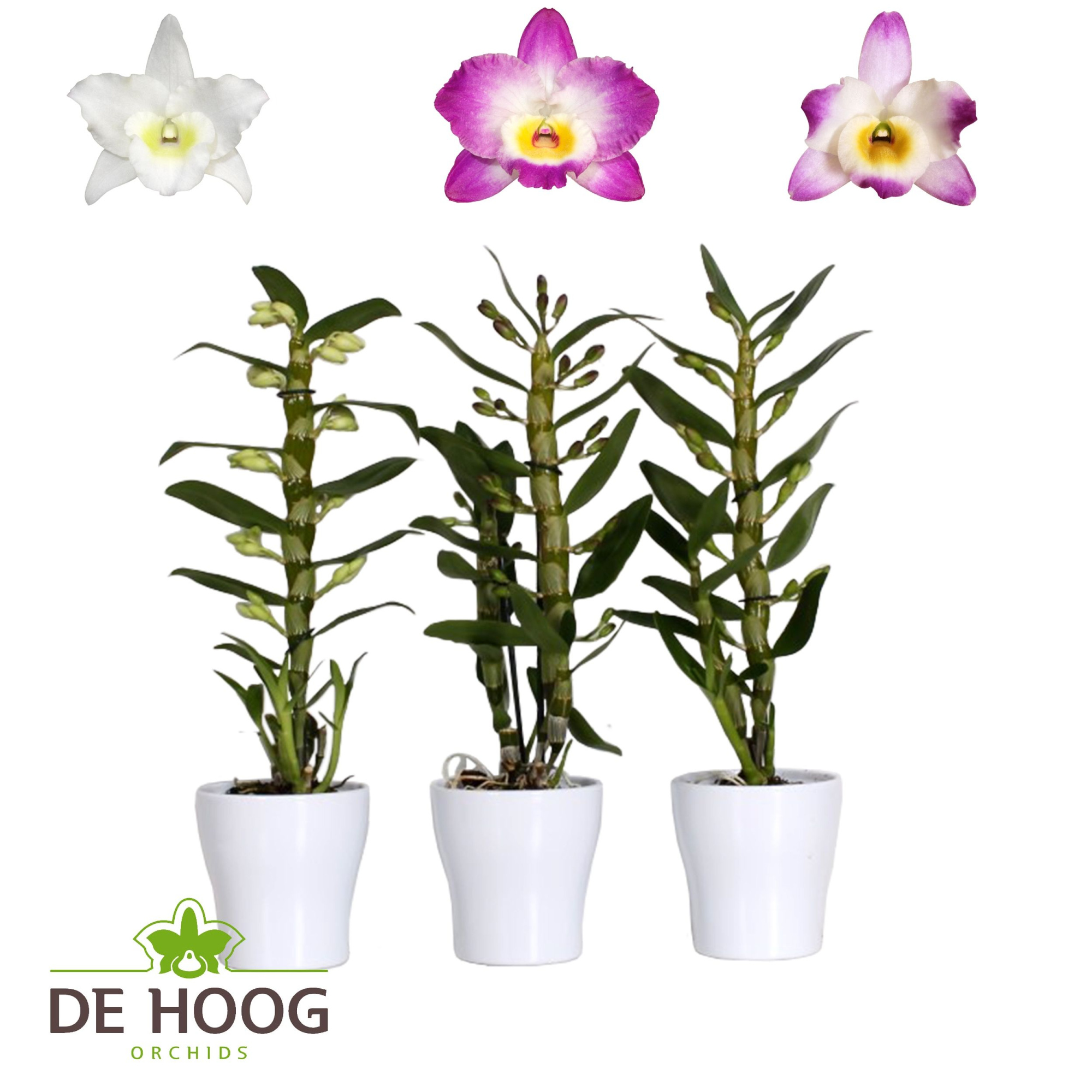 Dendrobium Nobile Mix 1 stam 7+ tros Anna Keramiek, D 12 cm