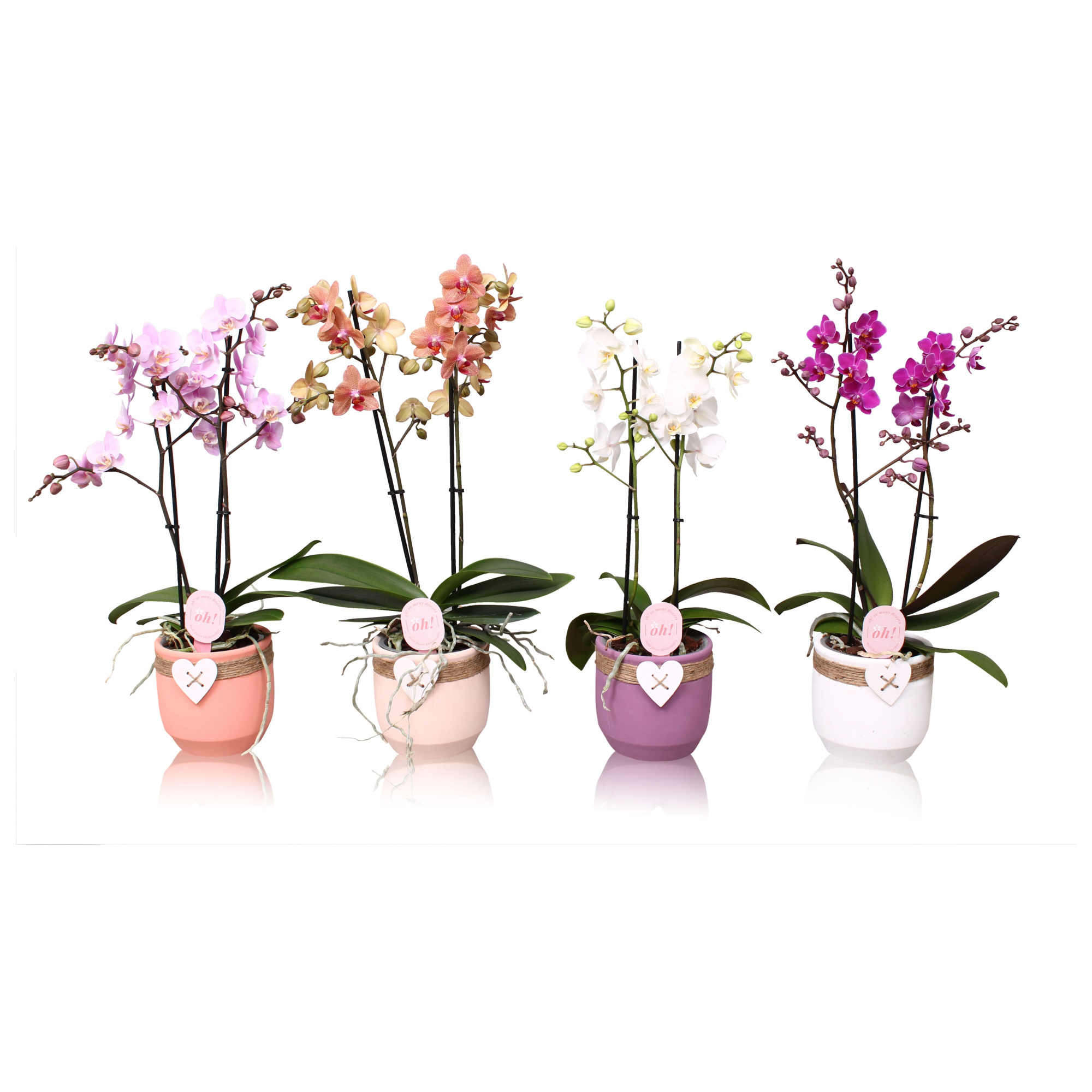 Phal. Multiflora 2-tak mix in keramiek BGC942 Hartpot touw, D 12