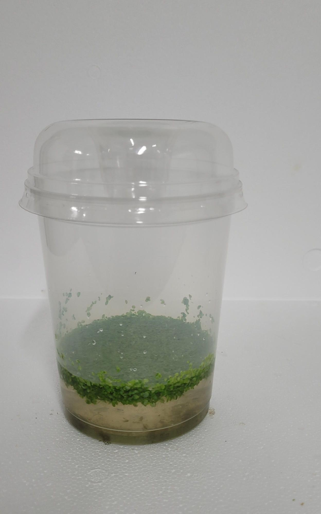 490-Lemna trescultata + Deksel, D 12 cm