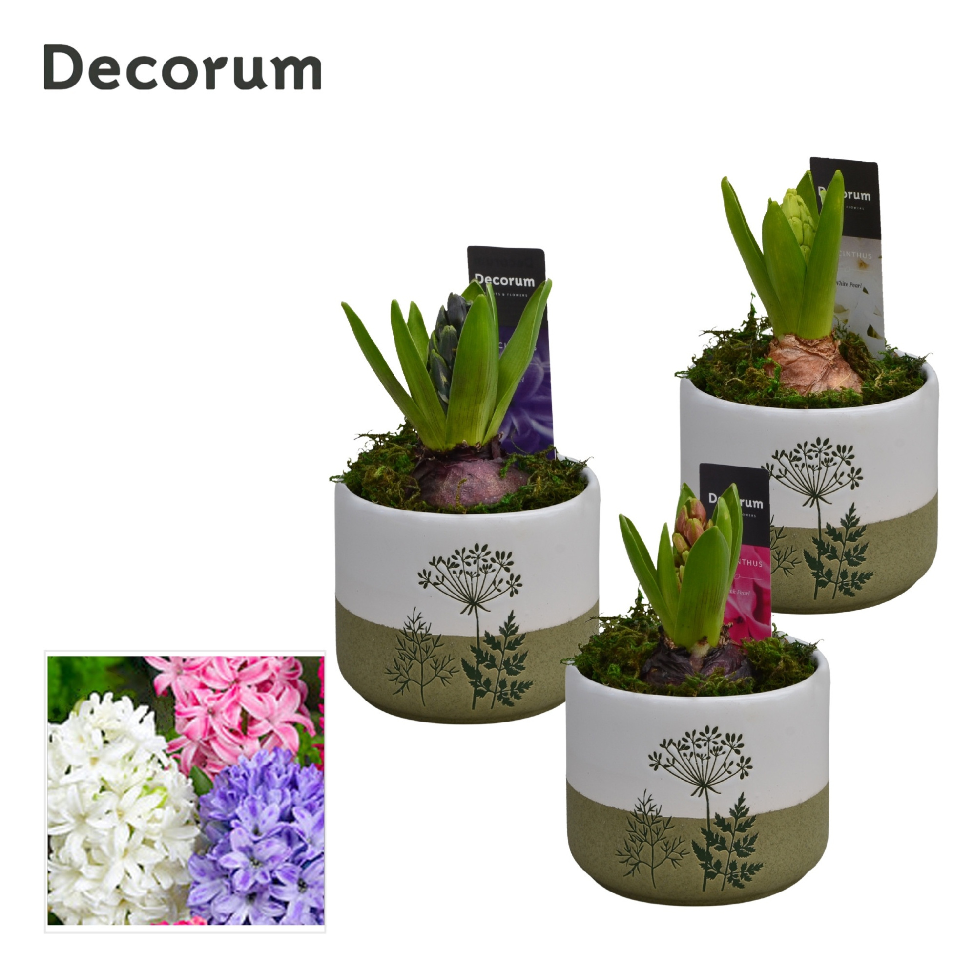 Hyacint FloraLeaf HL15163 [PURE], D 11