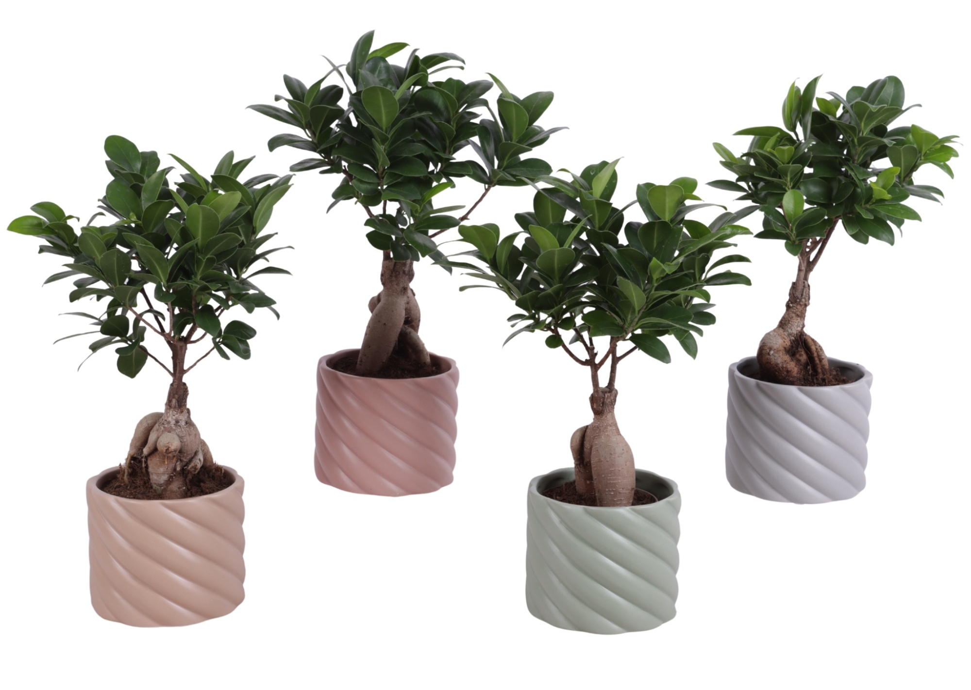 Ficus m. Ginseng Ball Shape Ø09cm in Ø11cm Ceramic SE661, D 11