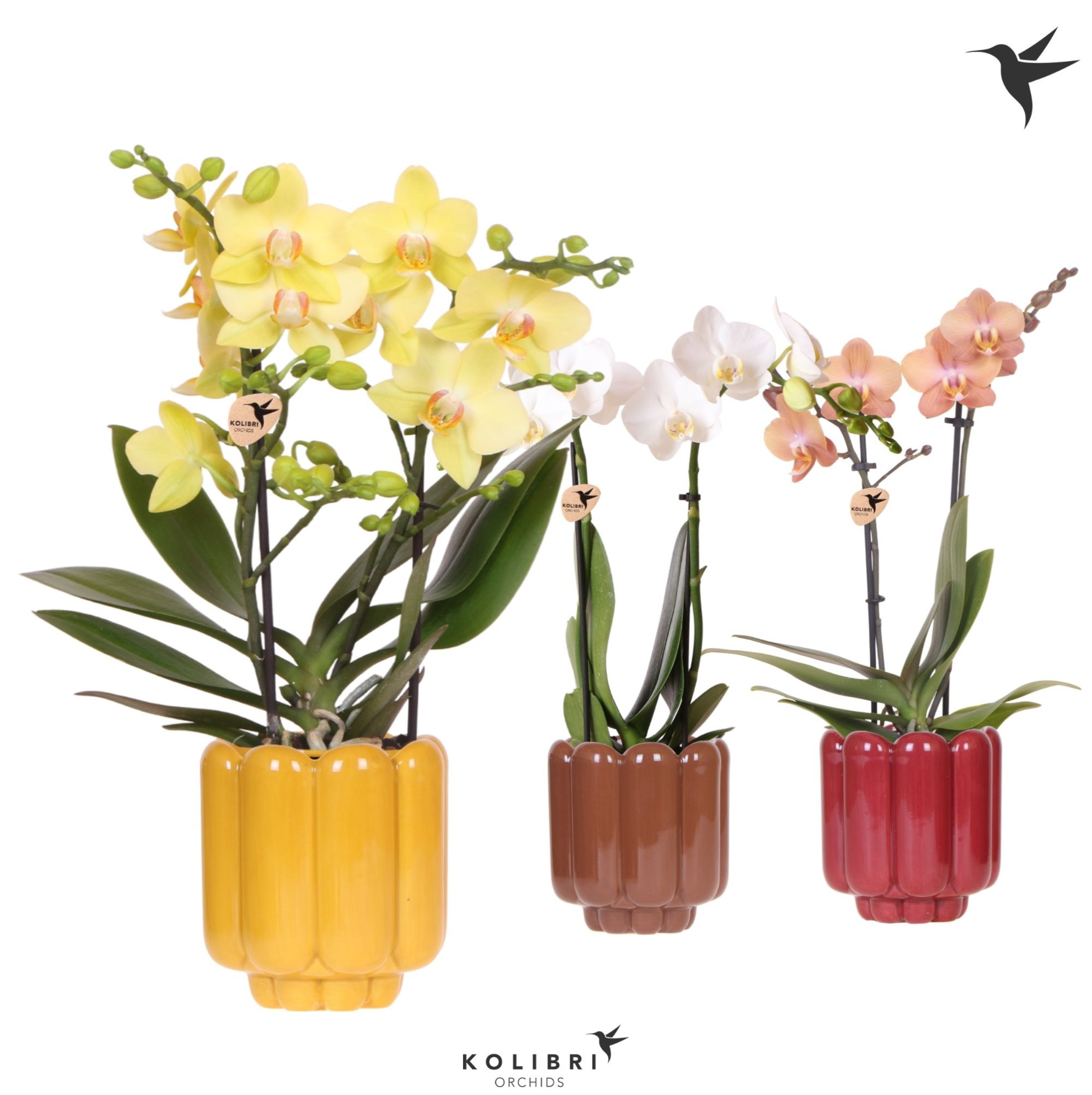 Kolibri Orchids Phalaenopsis mix 2 spike in Retro pot yellow mix, D 9