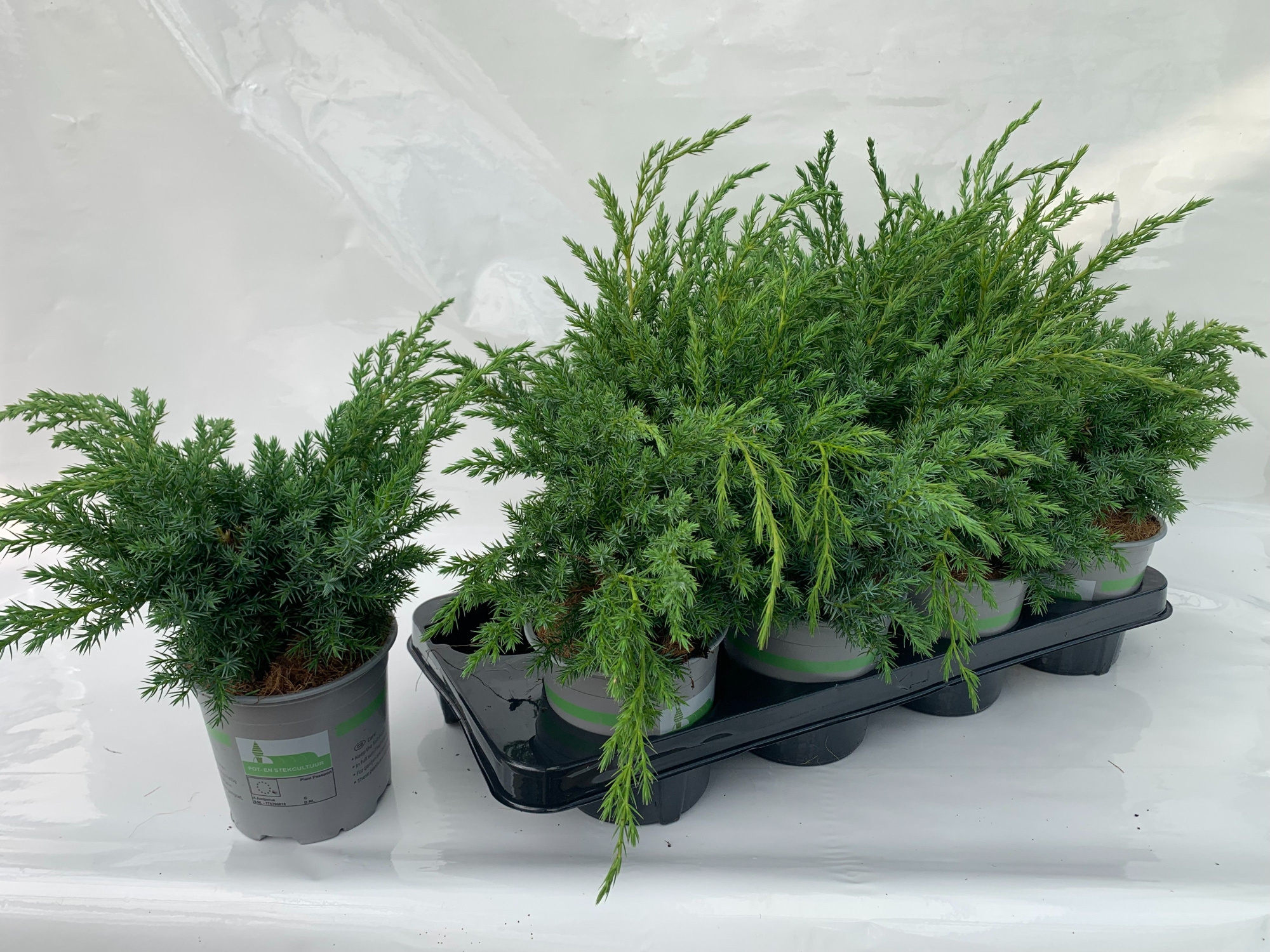 JUNIPERUS SQUAMATA BLUE SWEDE, D 13