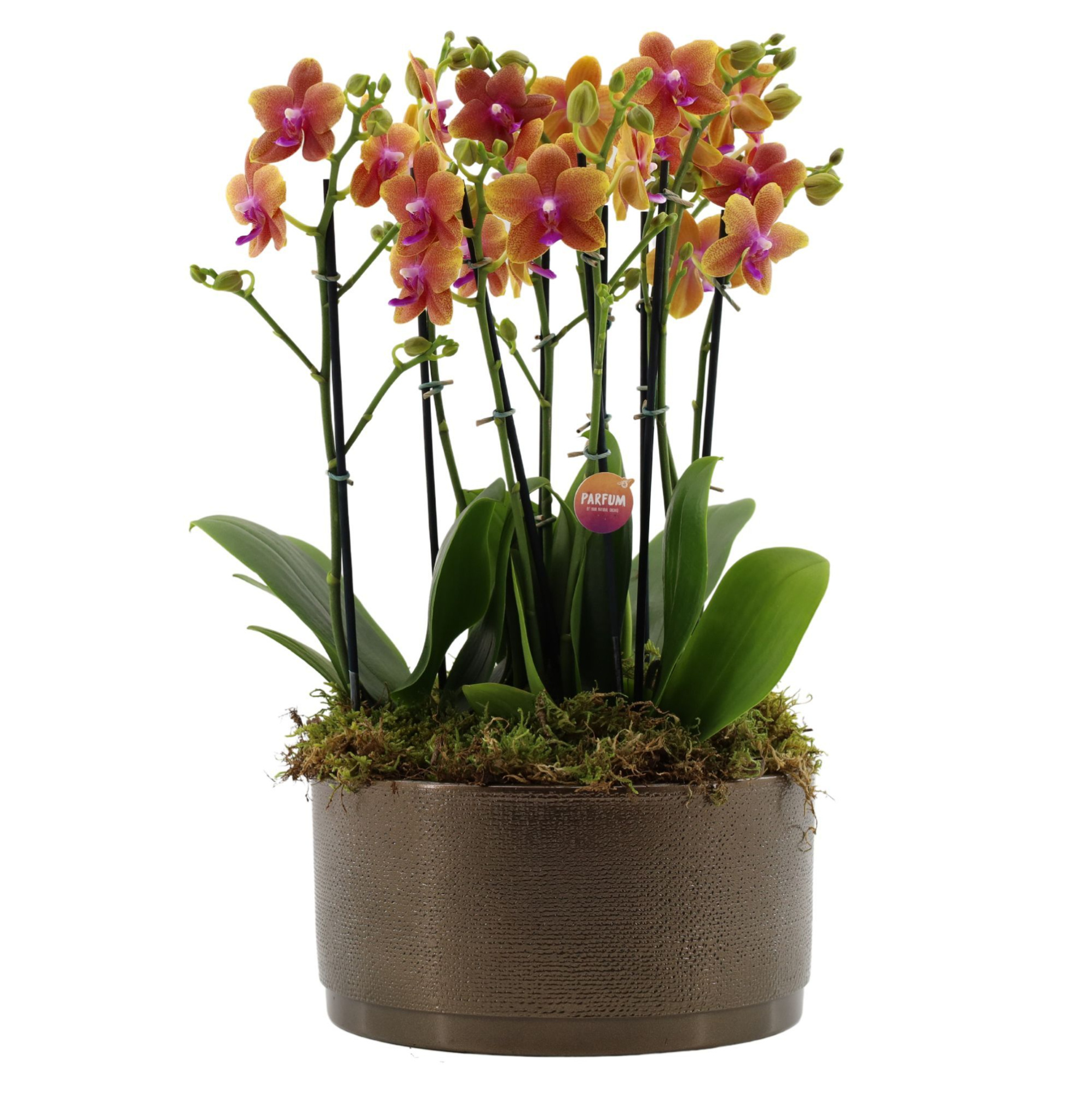 Flower Symphony | 3 x 2 tak Bolgheri in Sarah Bowl, D 27 cm