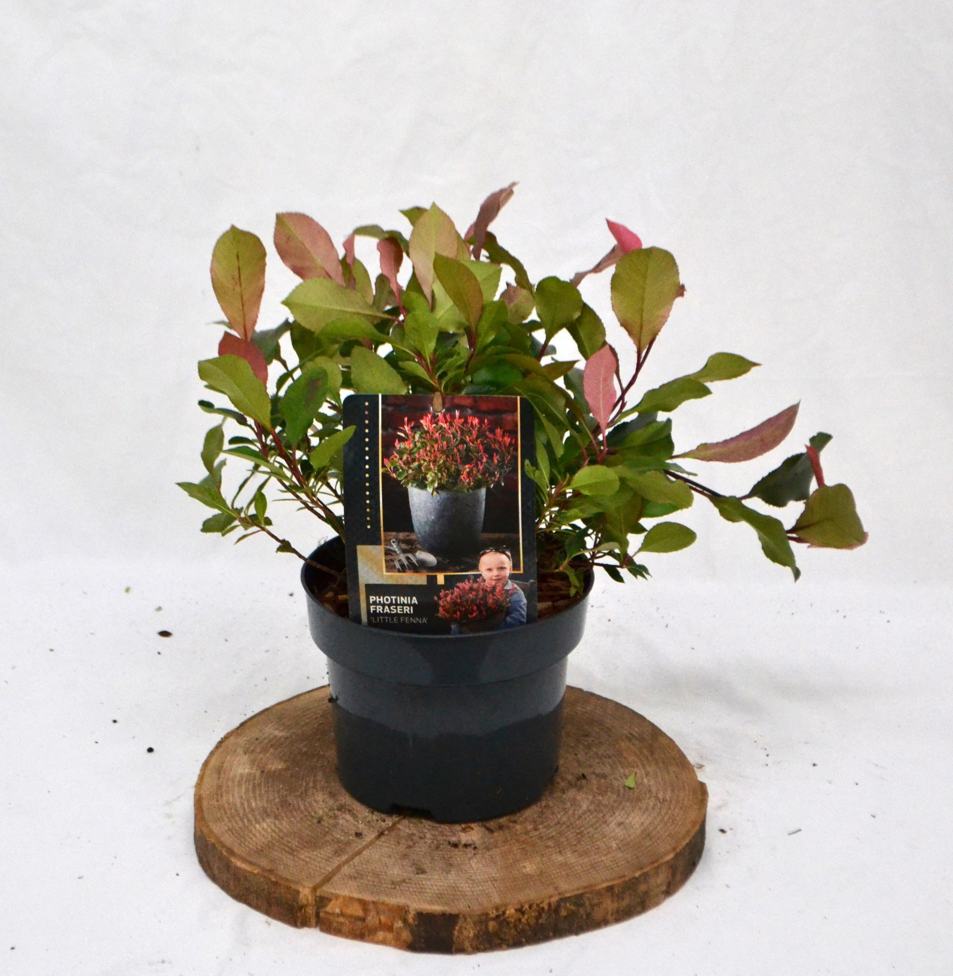 Photinia fraseri Little Fenna C2, D 19 cm