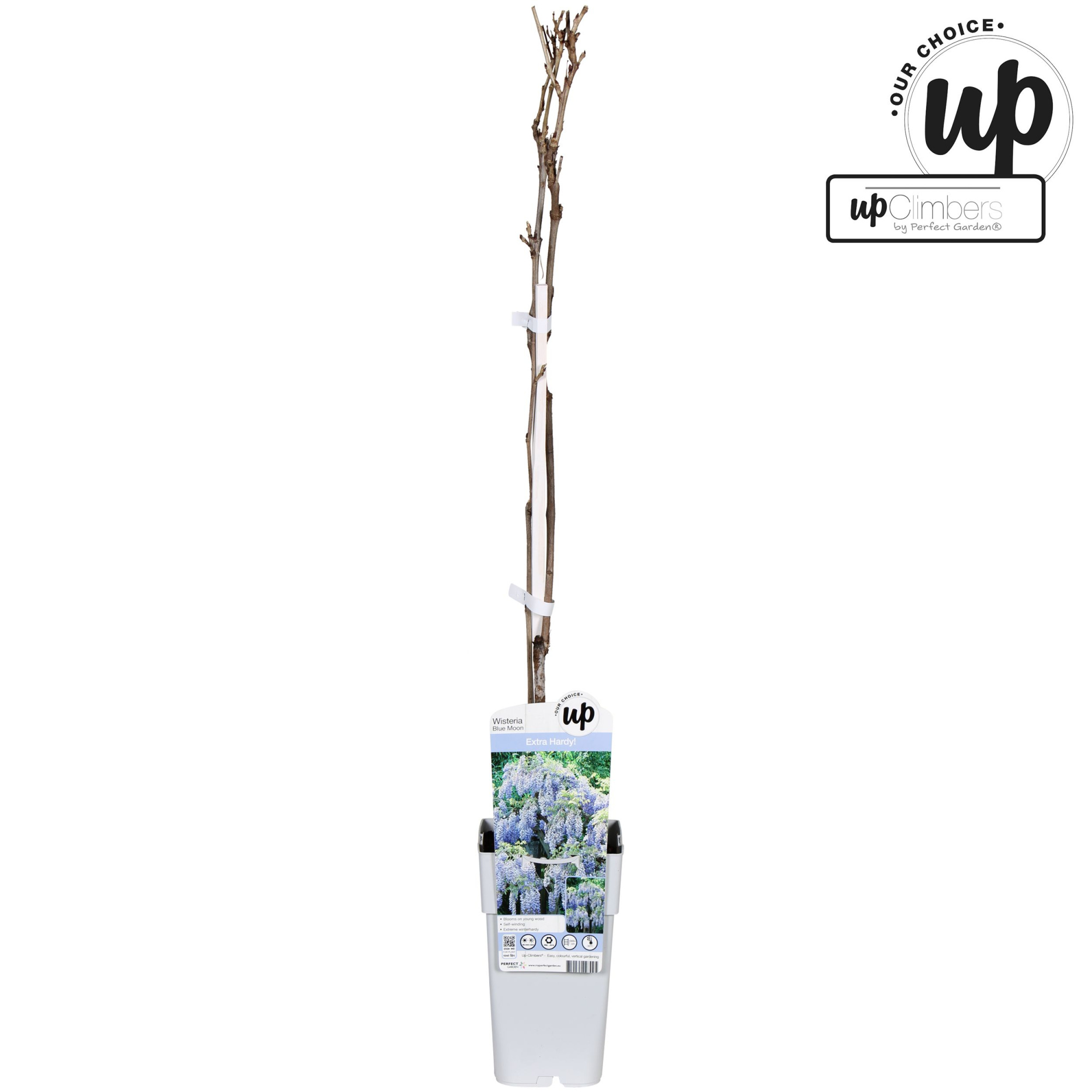 Wisteria macrostachya Blue Moon P15, D 15