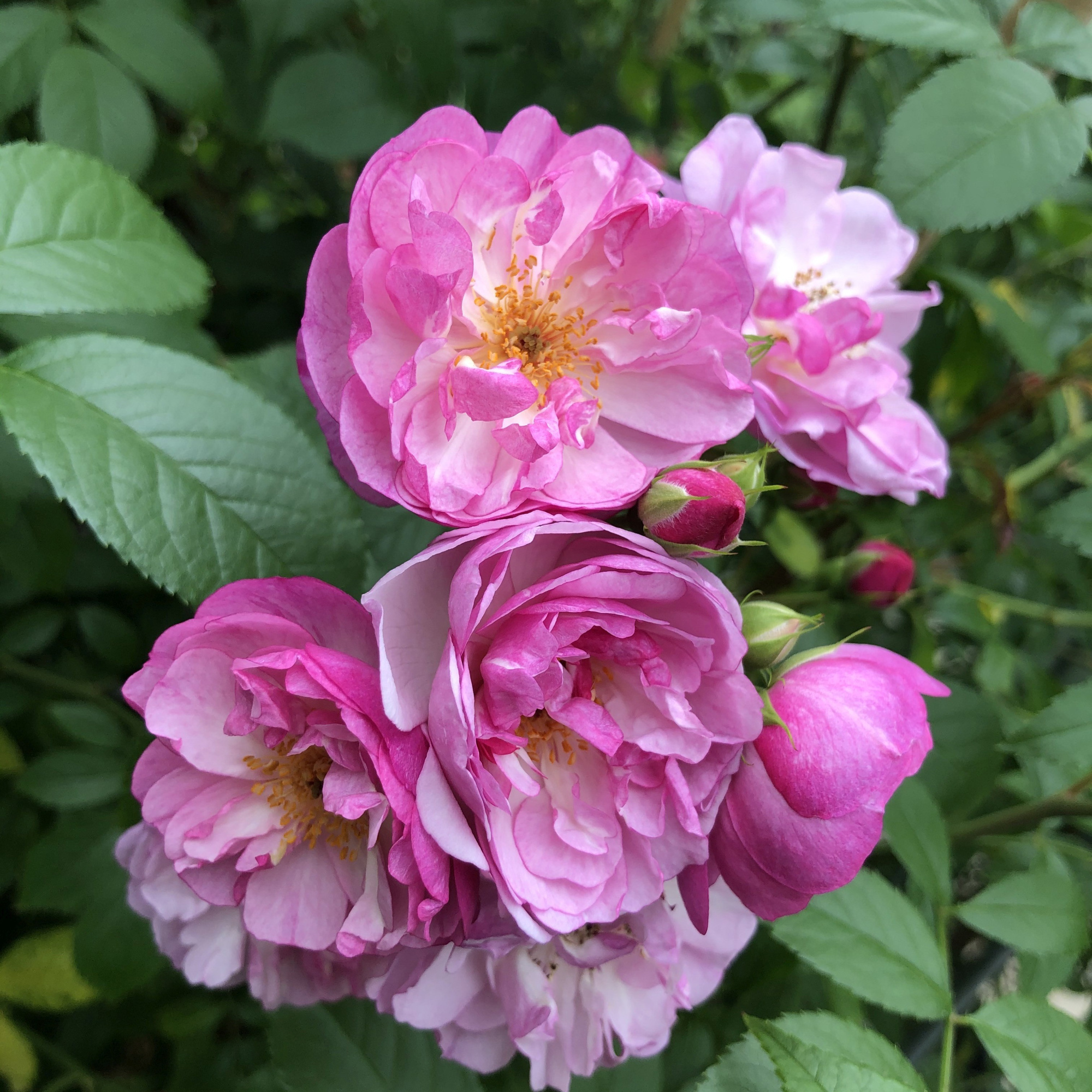 Rose (Rambler) Lavender Siluetta ®, C3, 3 stok 75cm, D 17