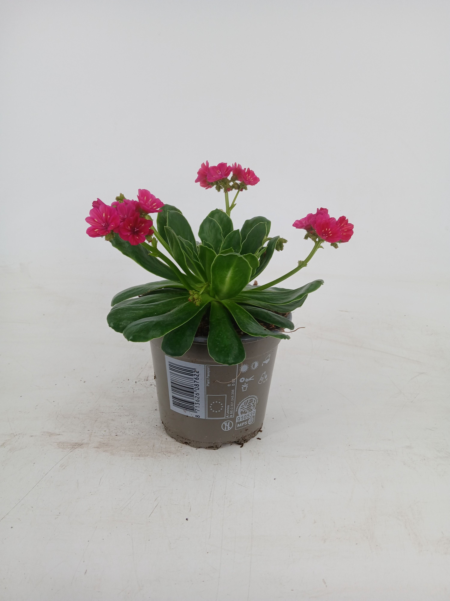 Lewsia 'Elise' Ruby Red, D 12