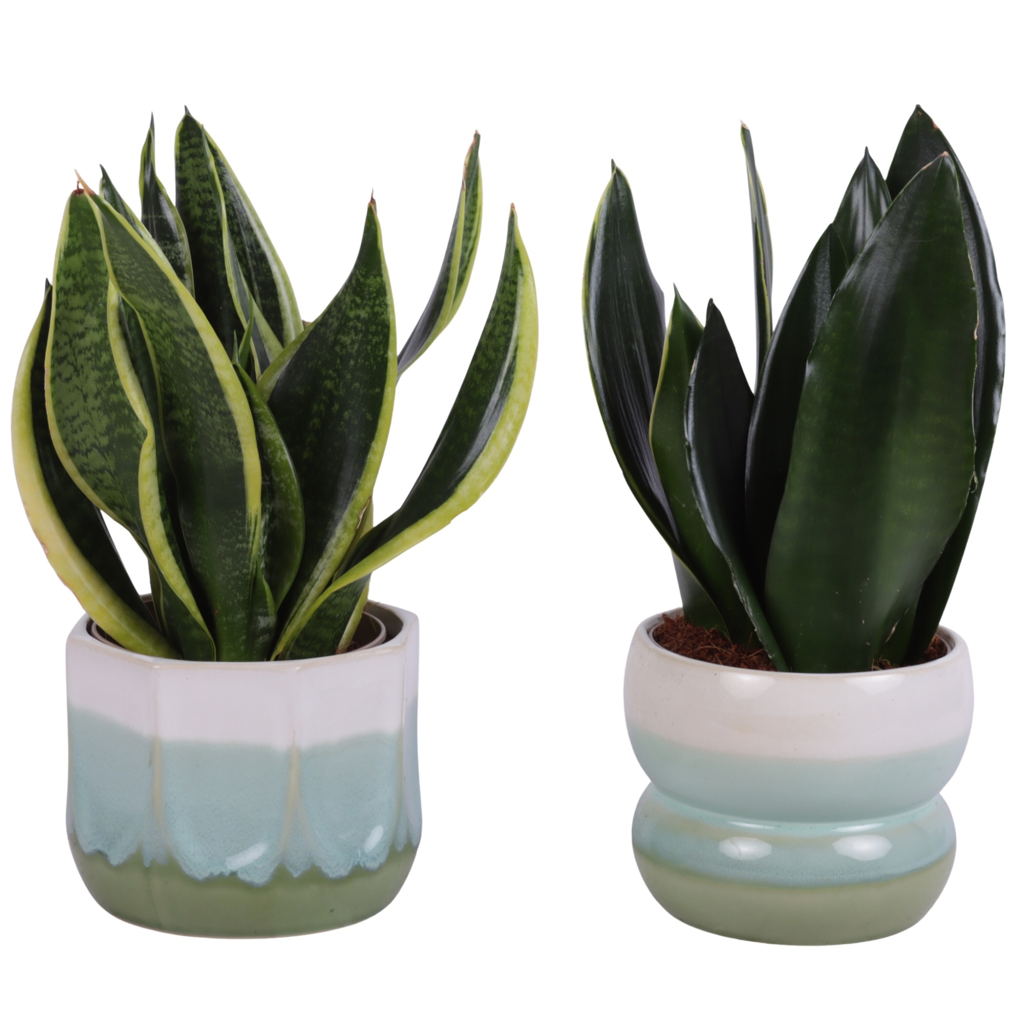 Sansevieria mix Ø12cm in Ø15cm Ceramic FB675, D 15