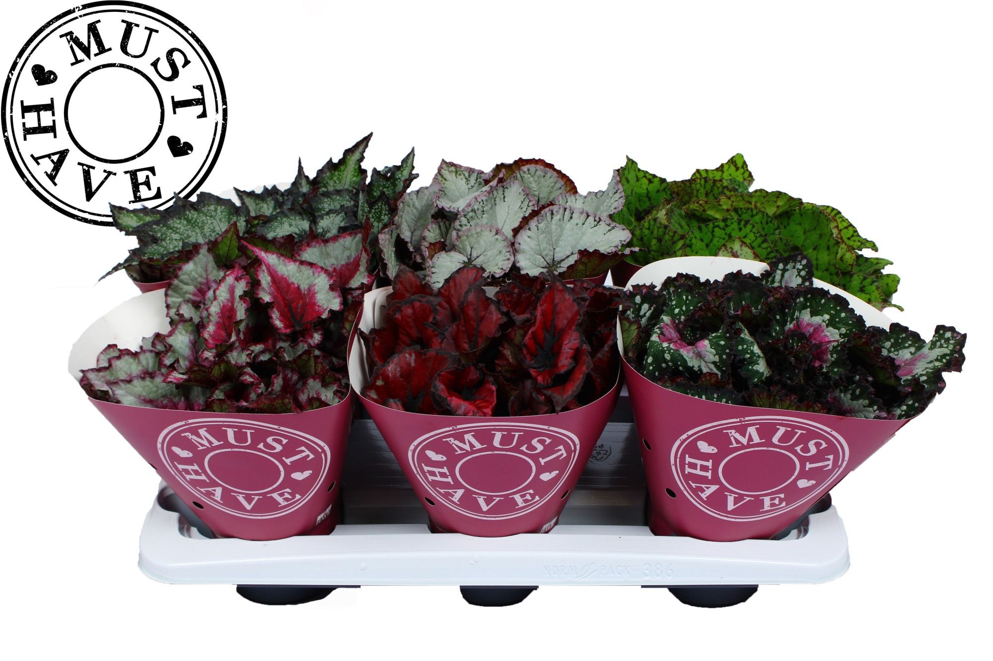 Bladbegonia Rex Special Mix MUST HAVE, D 13 cm