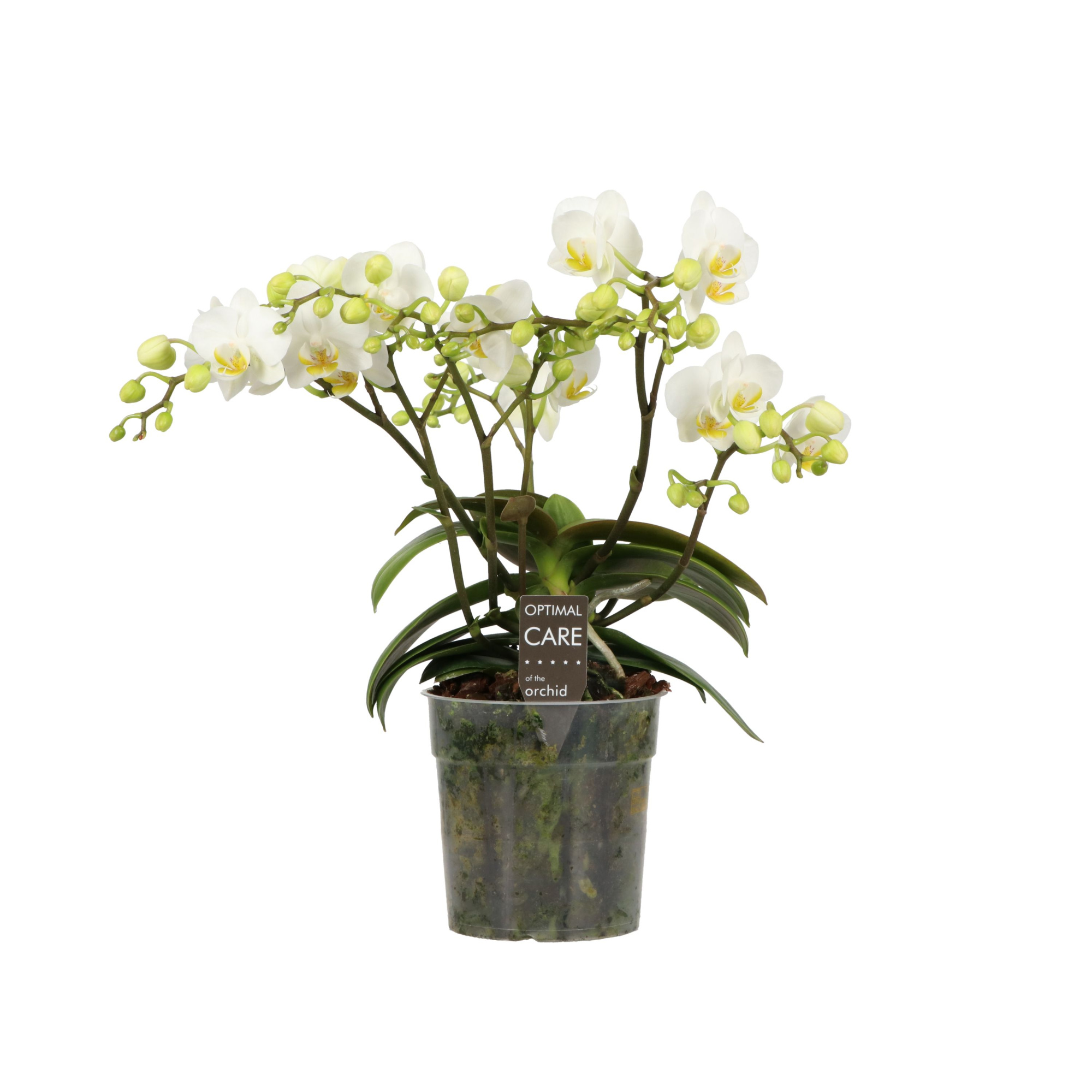 Jungle P12 A2 Dove 3-5 spike, D 12 cm