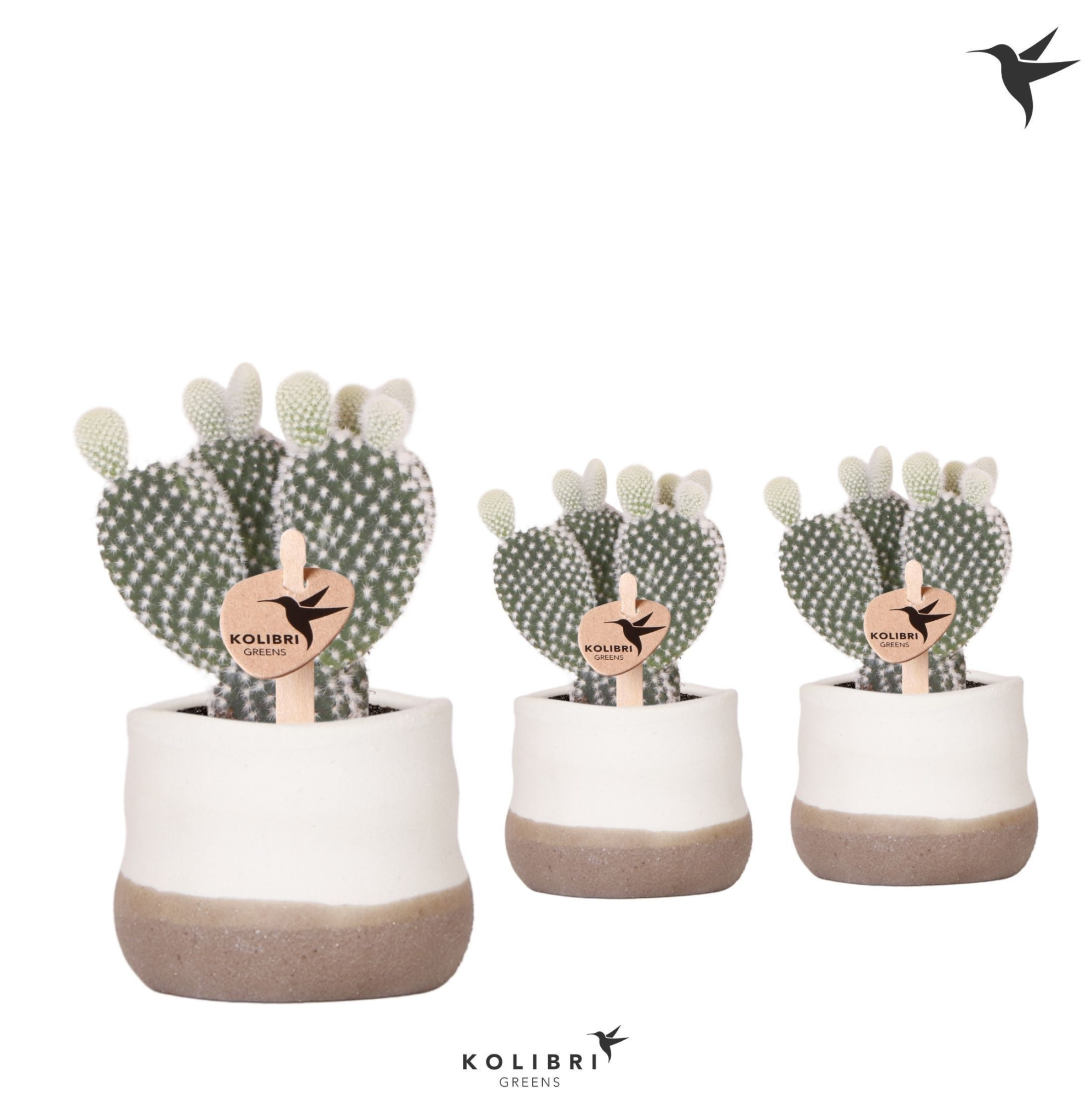 Kolibri Greens Opuntia white in Imperfect Bag pot, D 6 cm