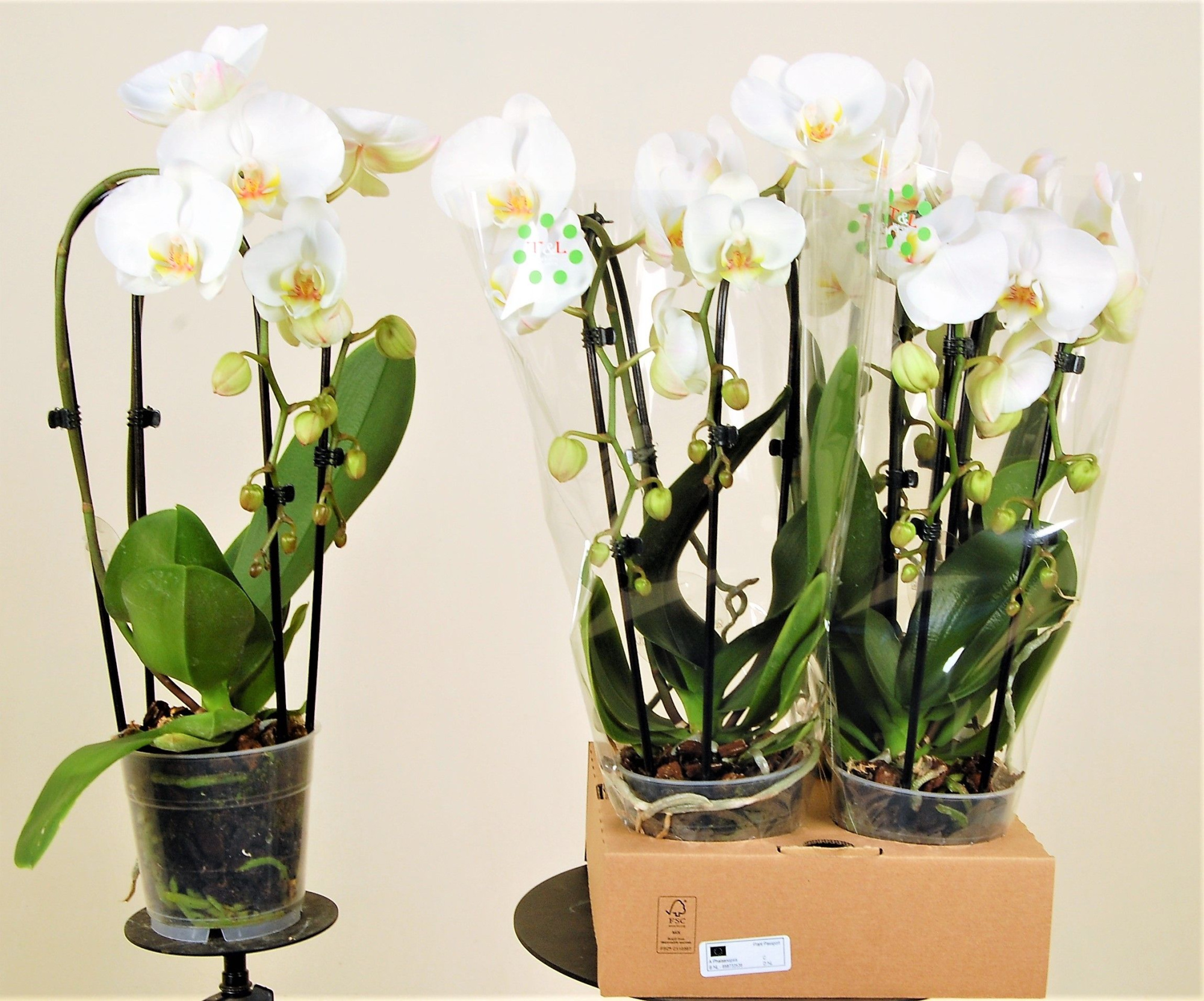 Amazing Grace 2 Tak Cascade, D 12