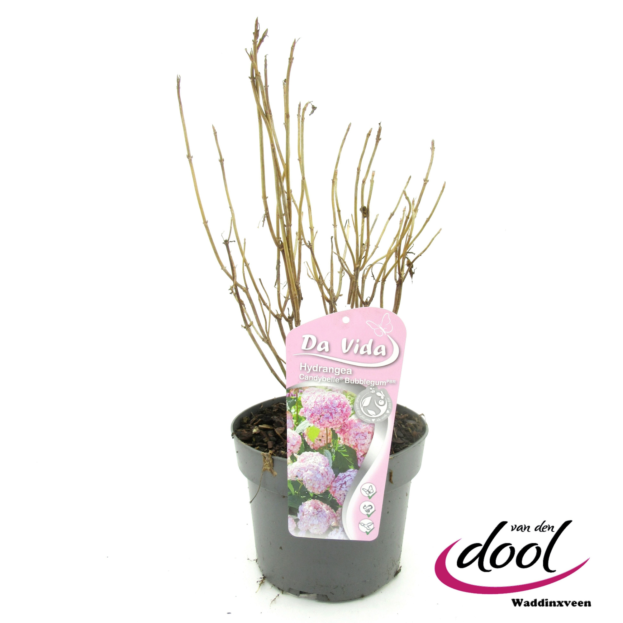 Hydrangea arb. Candybelle Bubblegum, D 19