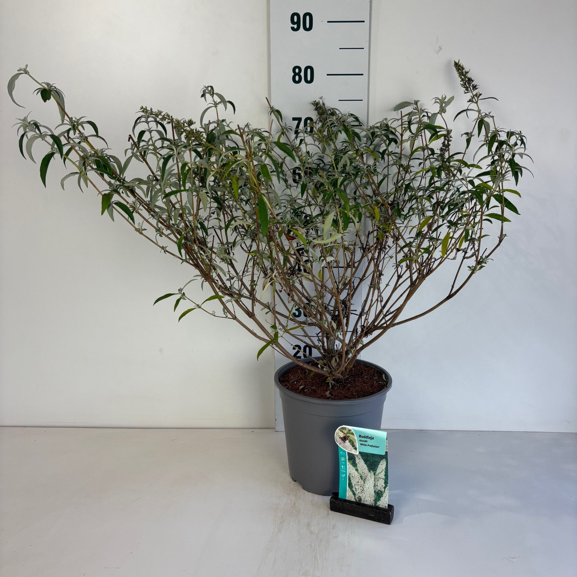 Buddleja davidii White Profusion, D 24