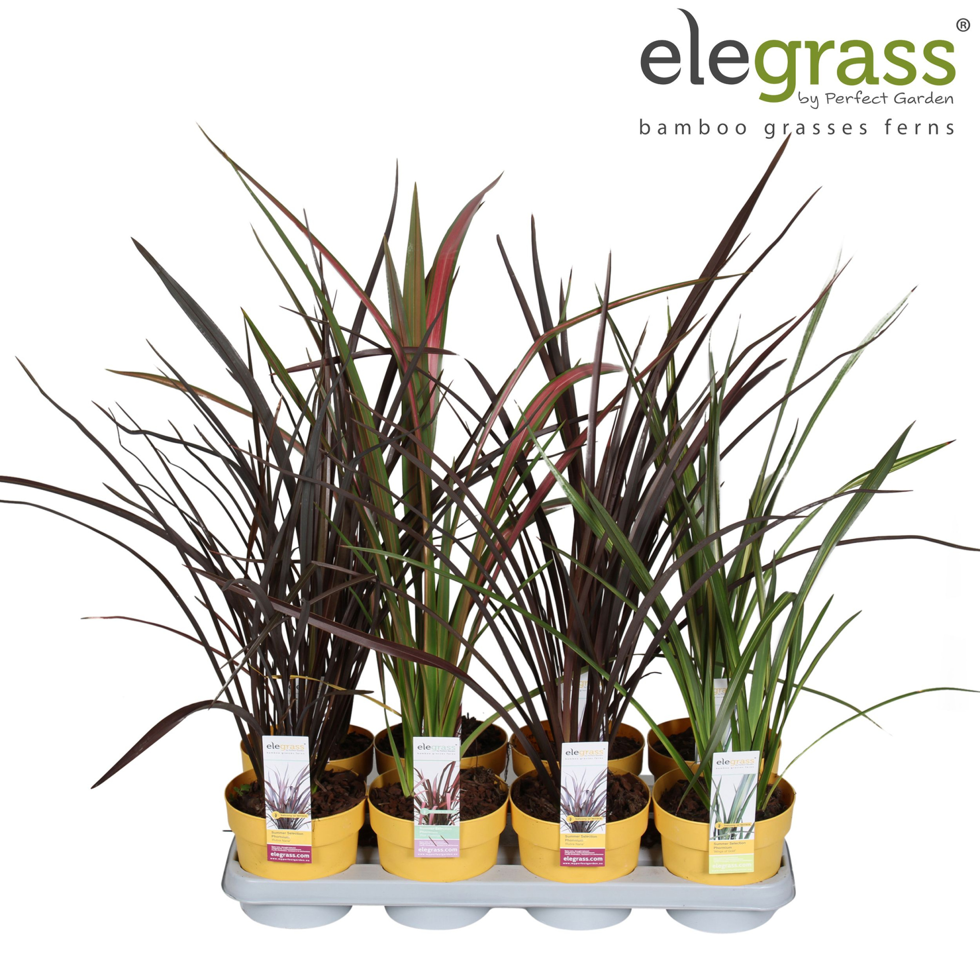 Phormium mix tray P14, D 14