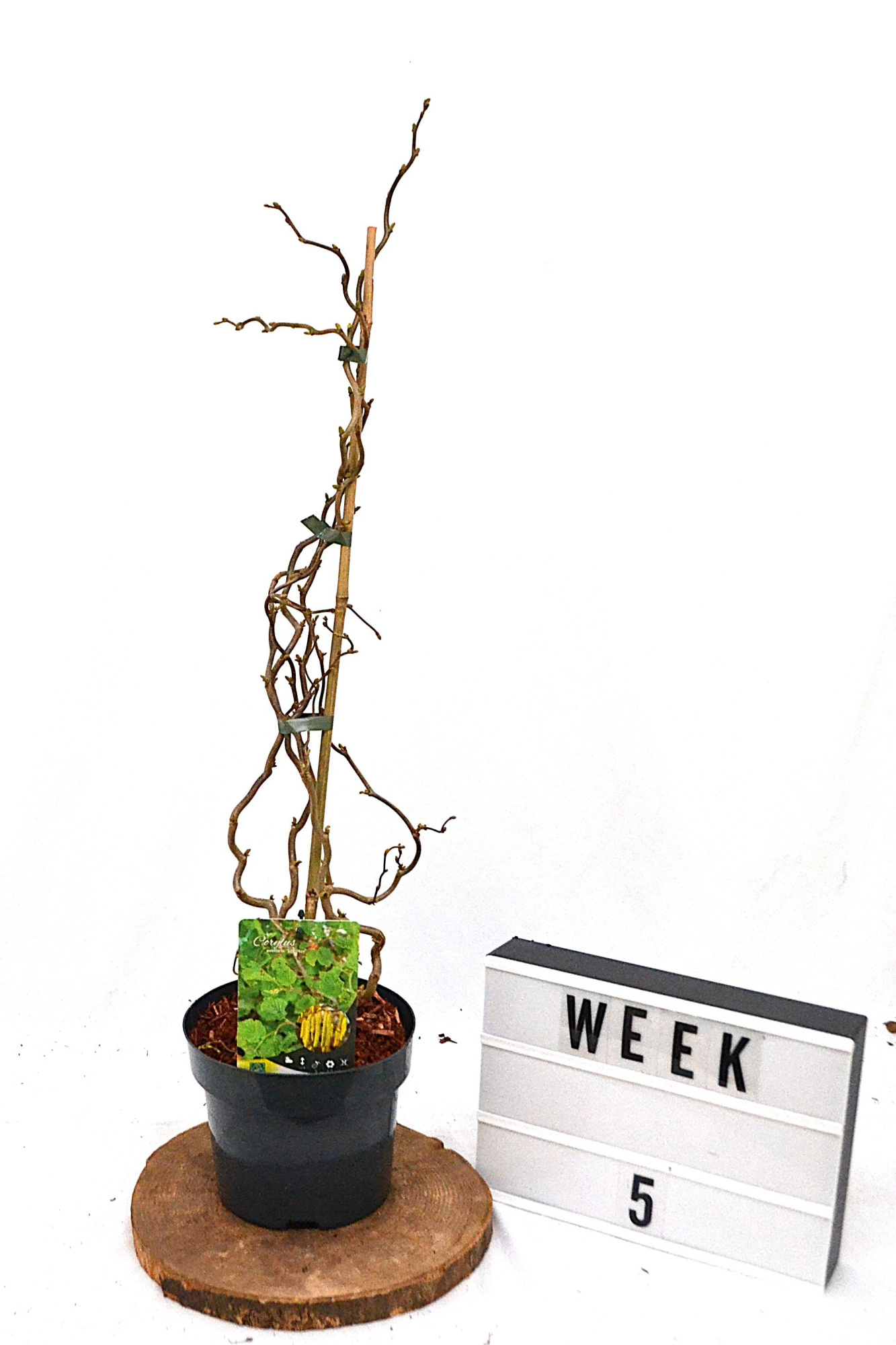 Corylus avellana Scooter C3, D 19