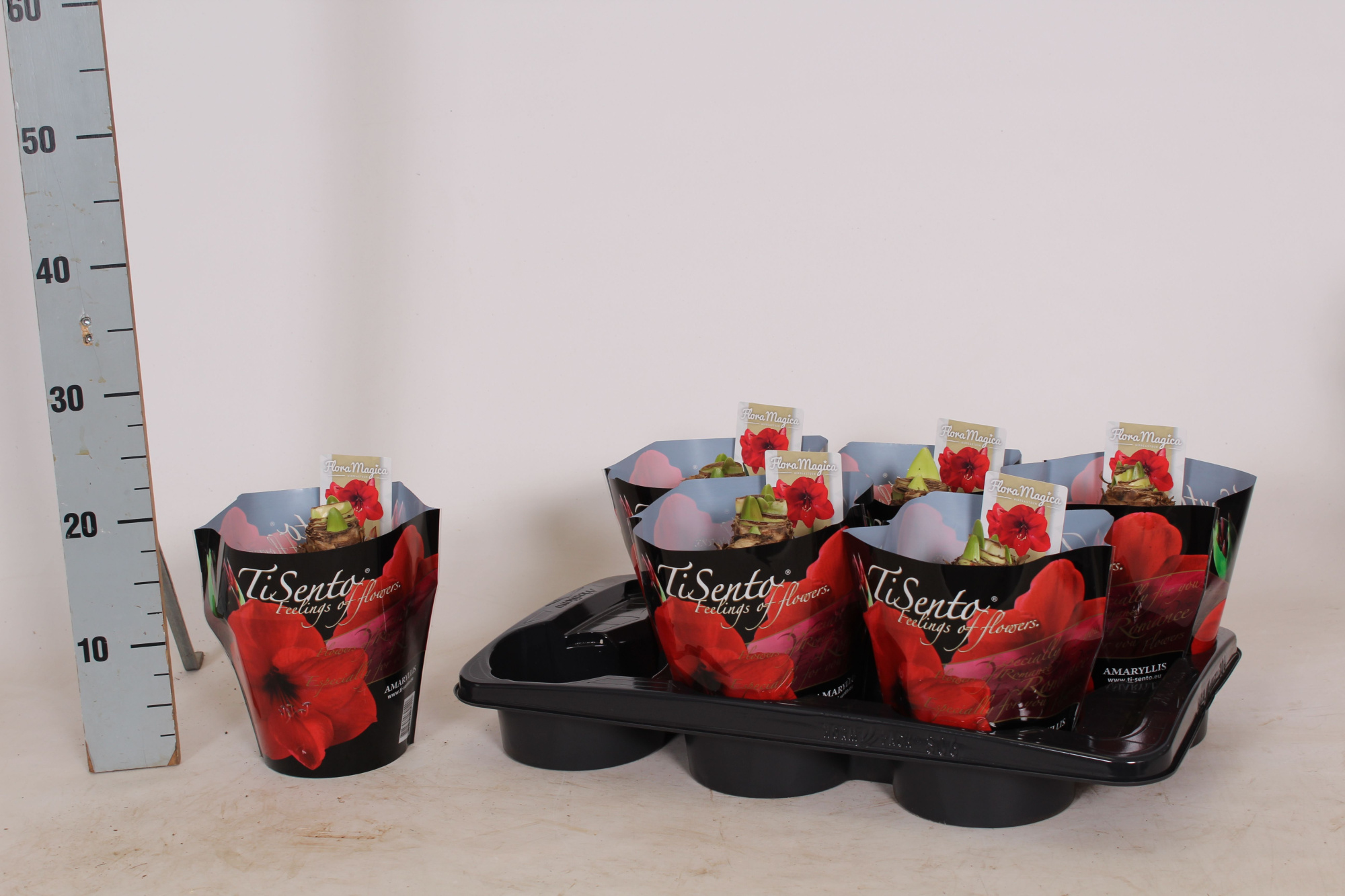 Amaryllis 17 cm Rood Jumbo, D 17 cm