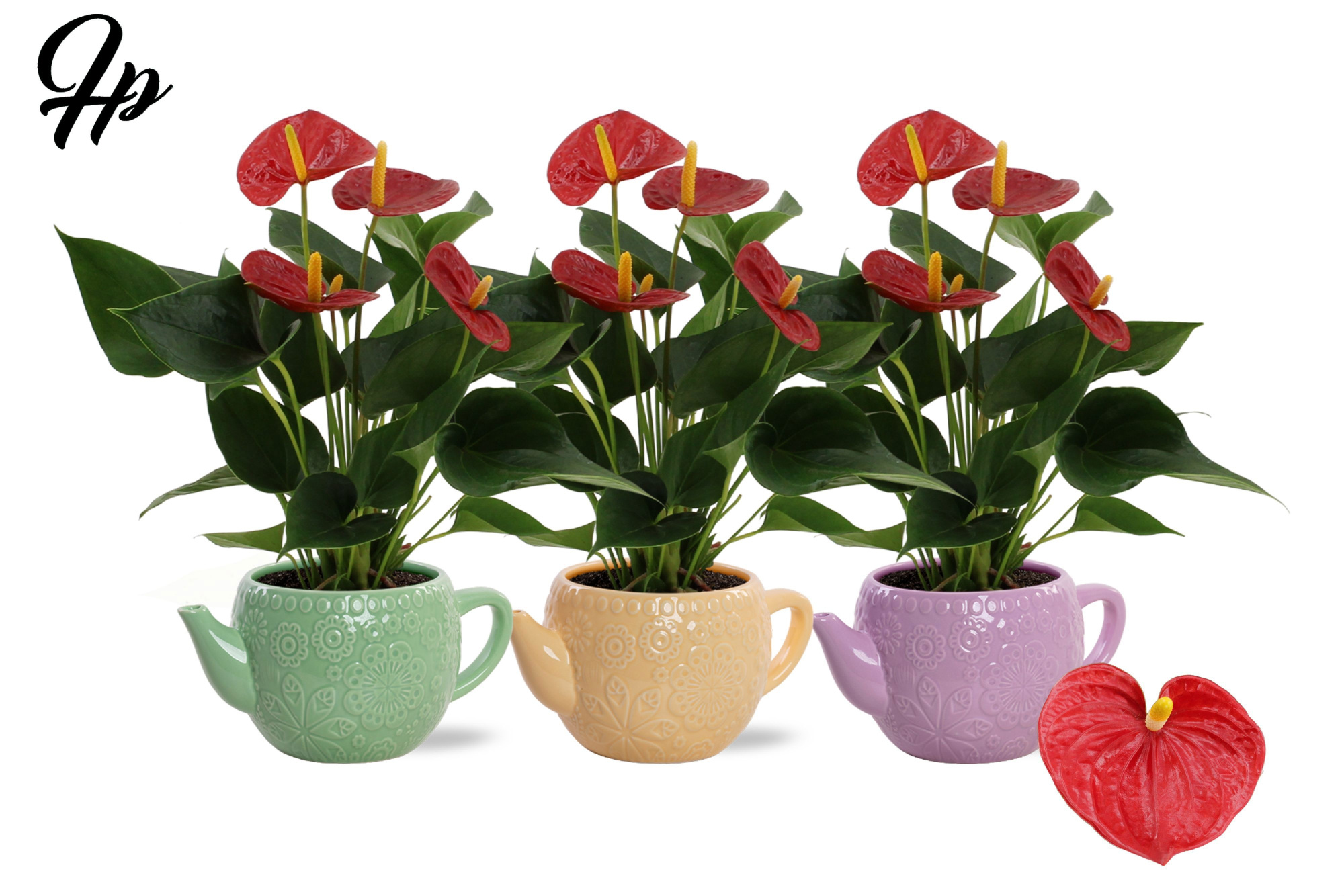 Anthurium 12 cm Success Red in Emily ceramics, D 12