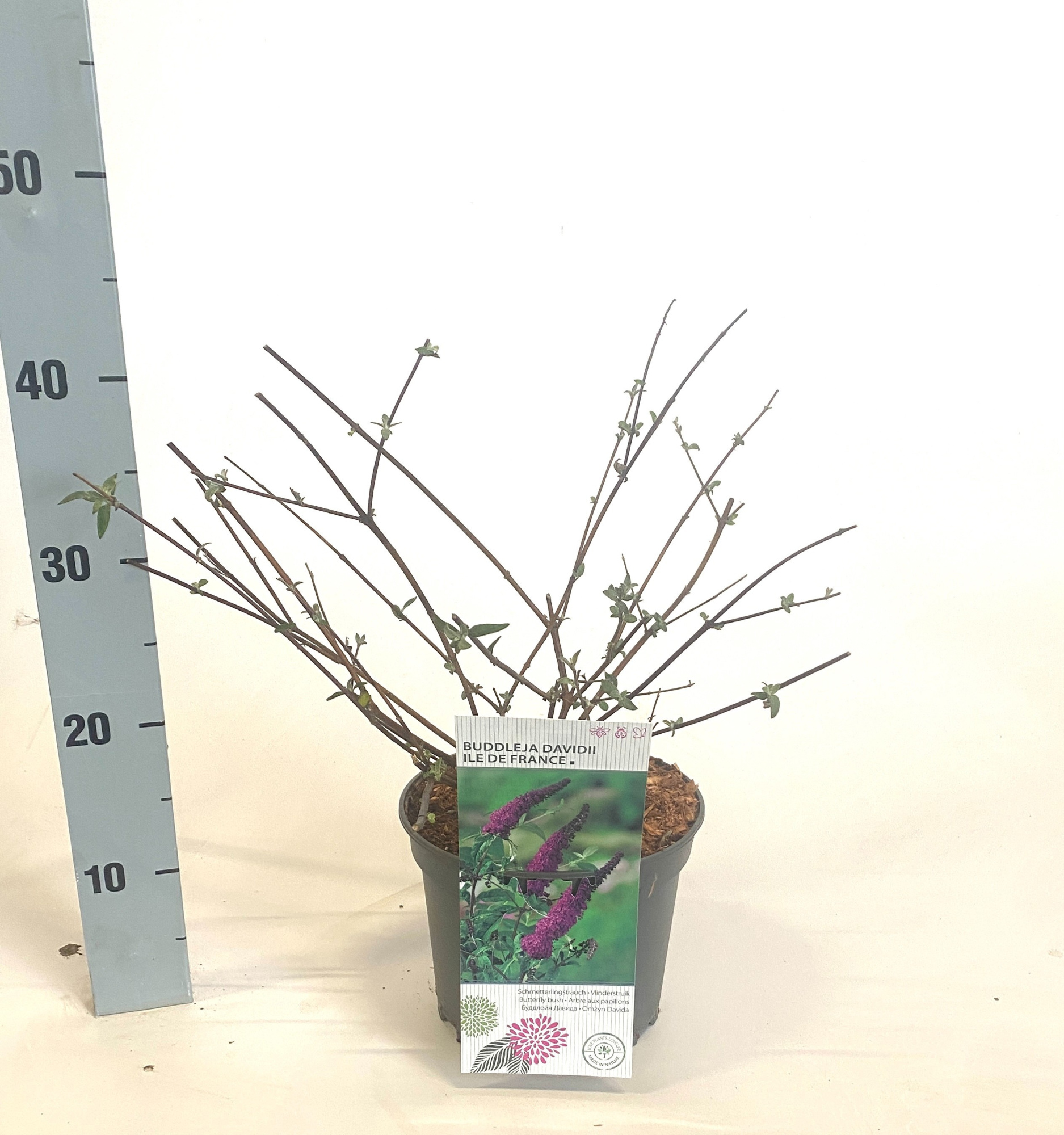 Buddleja davidii 'Ile de France', D 19