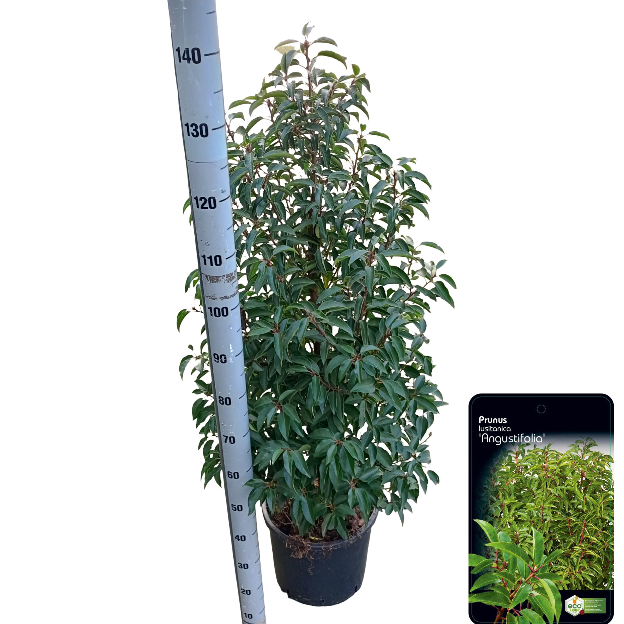 Prunus lusitanica 'Angustifolia' C15 (VERS GEPOT), D 32