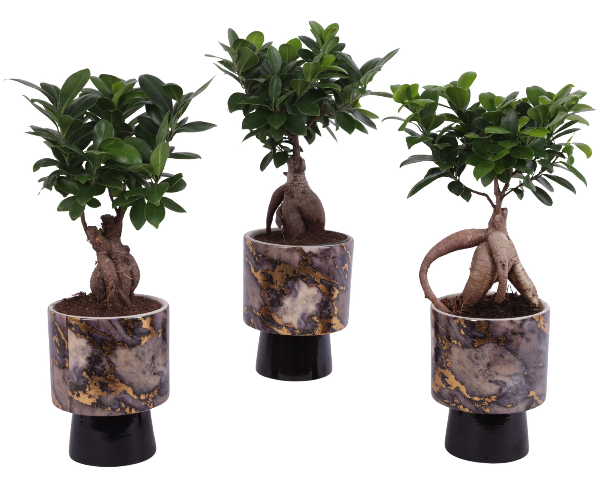 Ficus m. Ginseng Ball Shape Ø12cm in Ø14cm Ceramic PL672, D 14