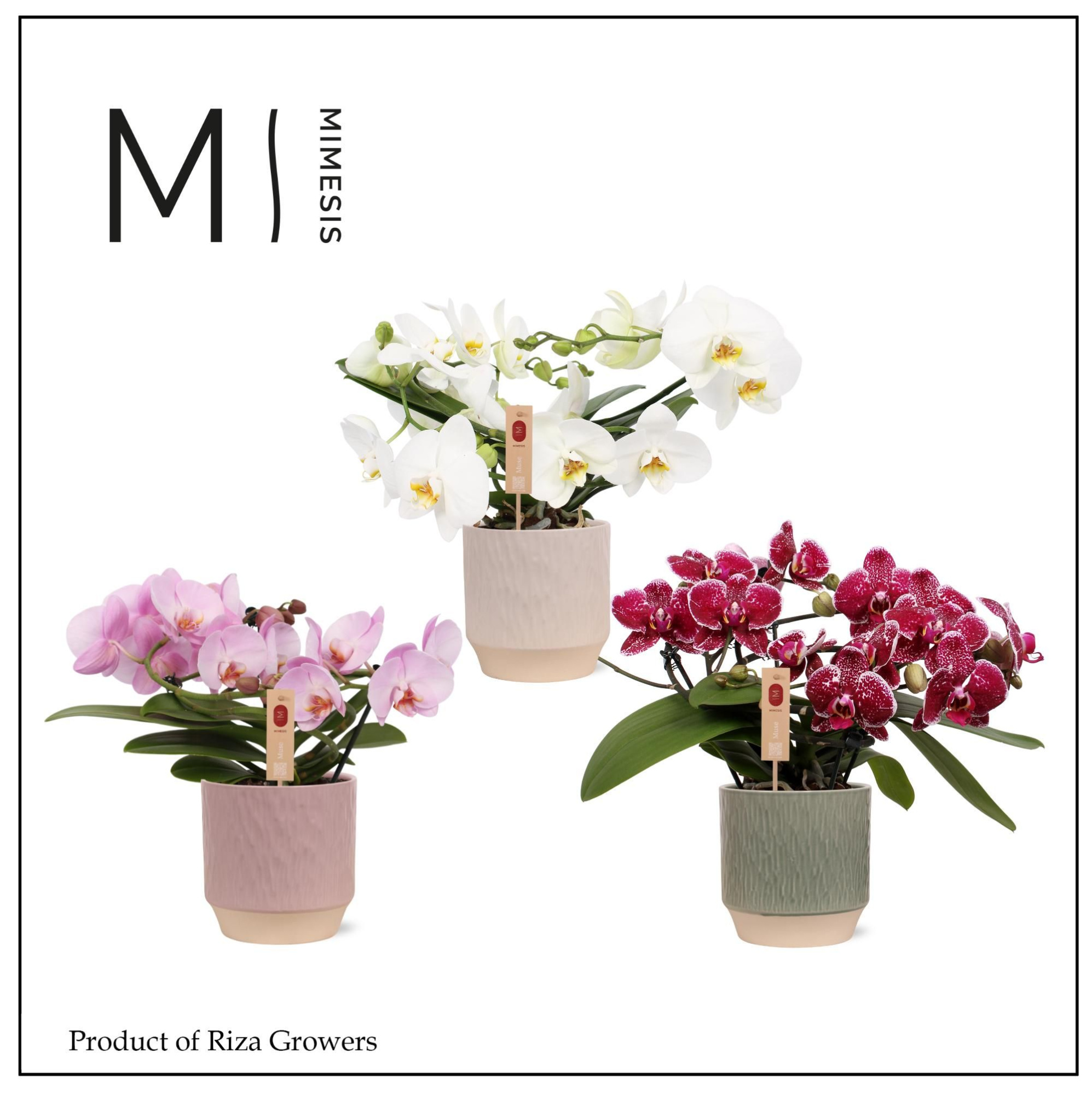 Mimesis Phal. Muse Mix - 25+ flowers in Luna Mix Ceramic, D 12 cm